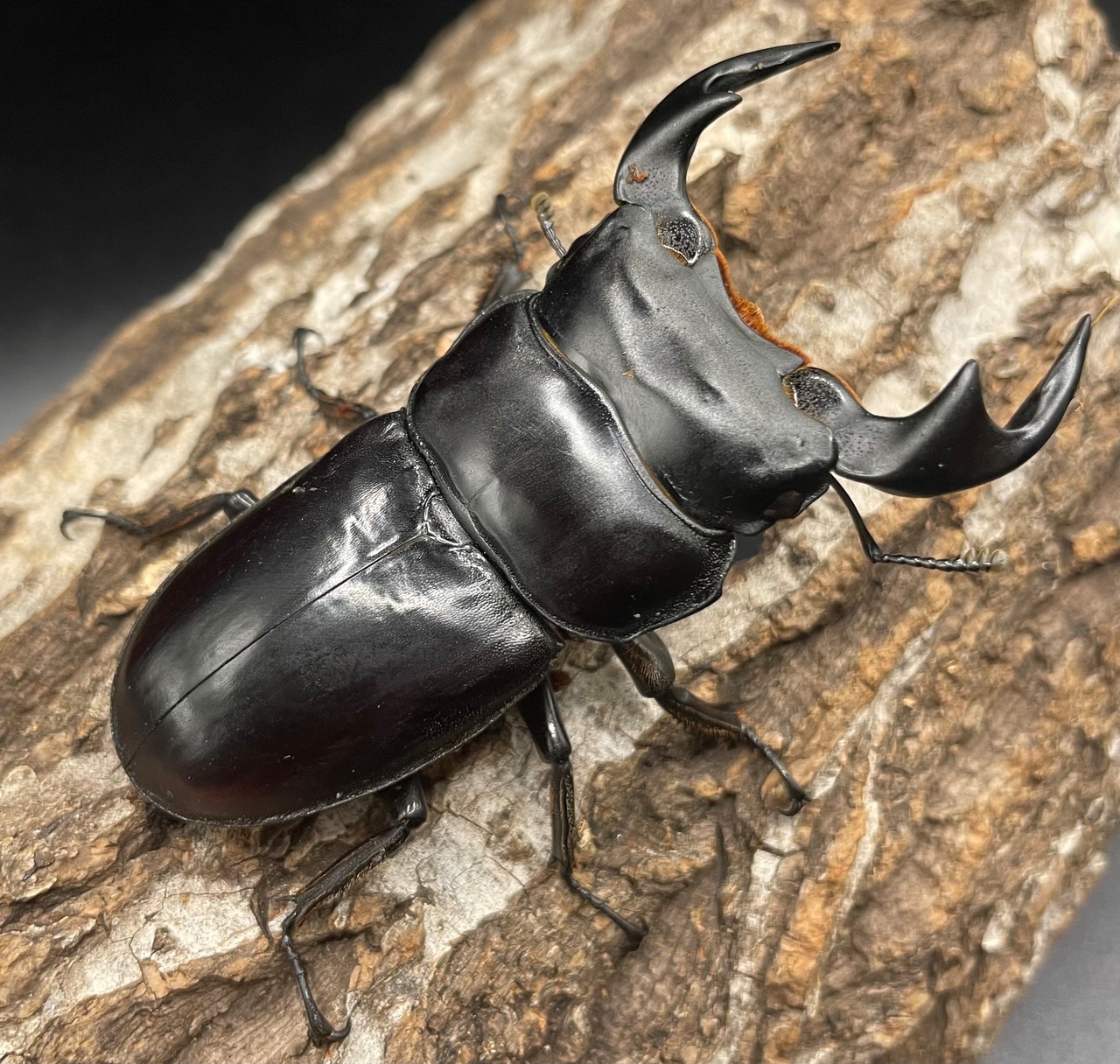 極太系《マレーアンタエウスオオクワ 70mm ペア》