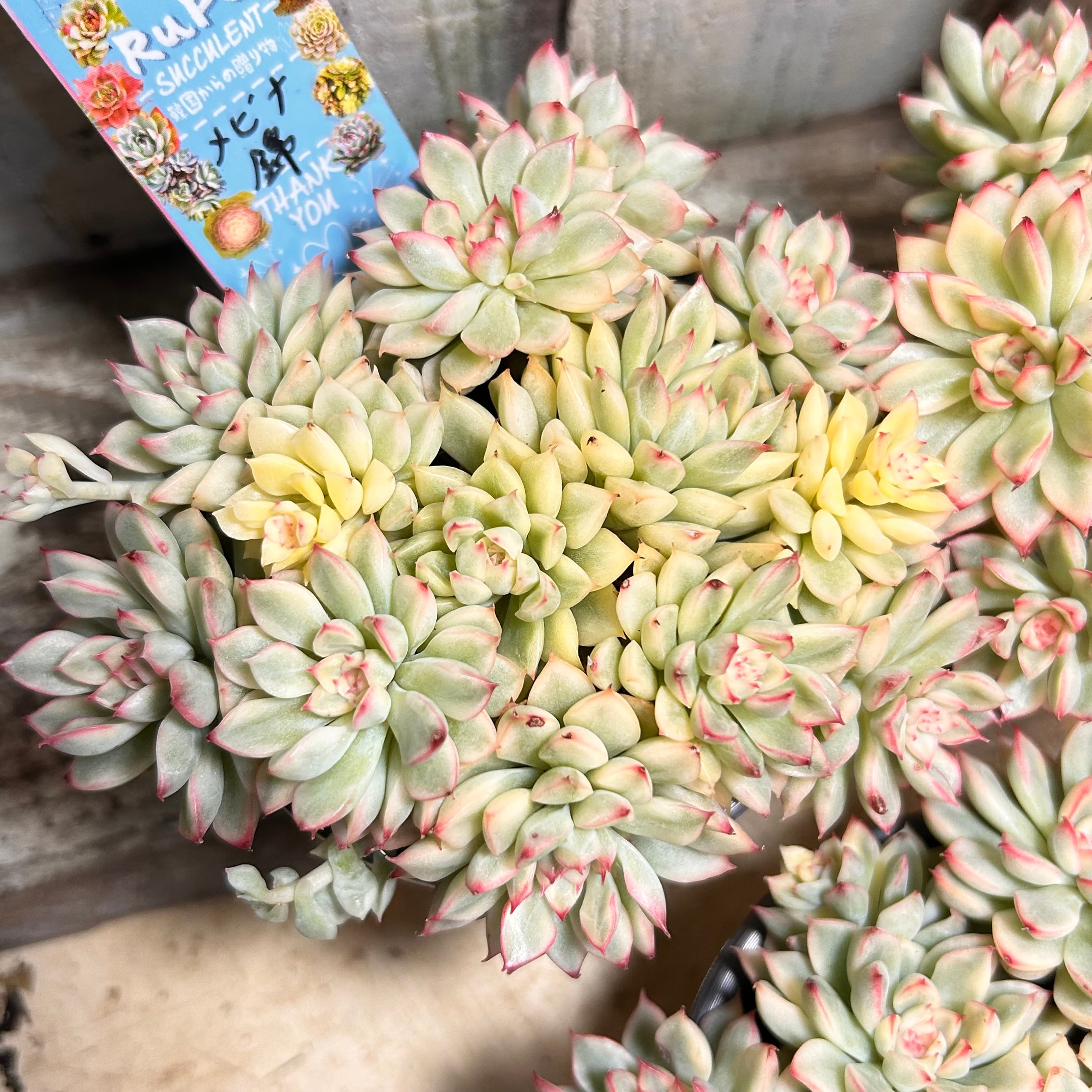 錦 | RuPo 多肉植物専門店