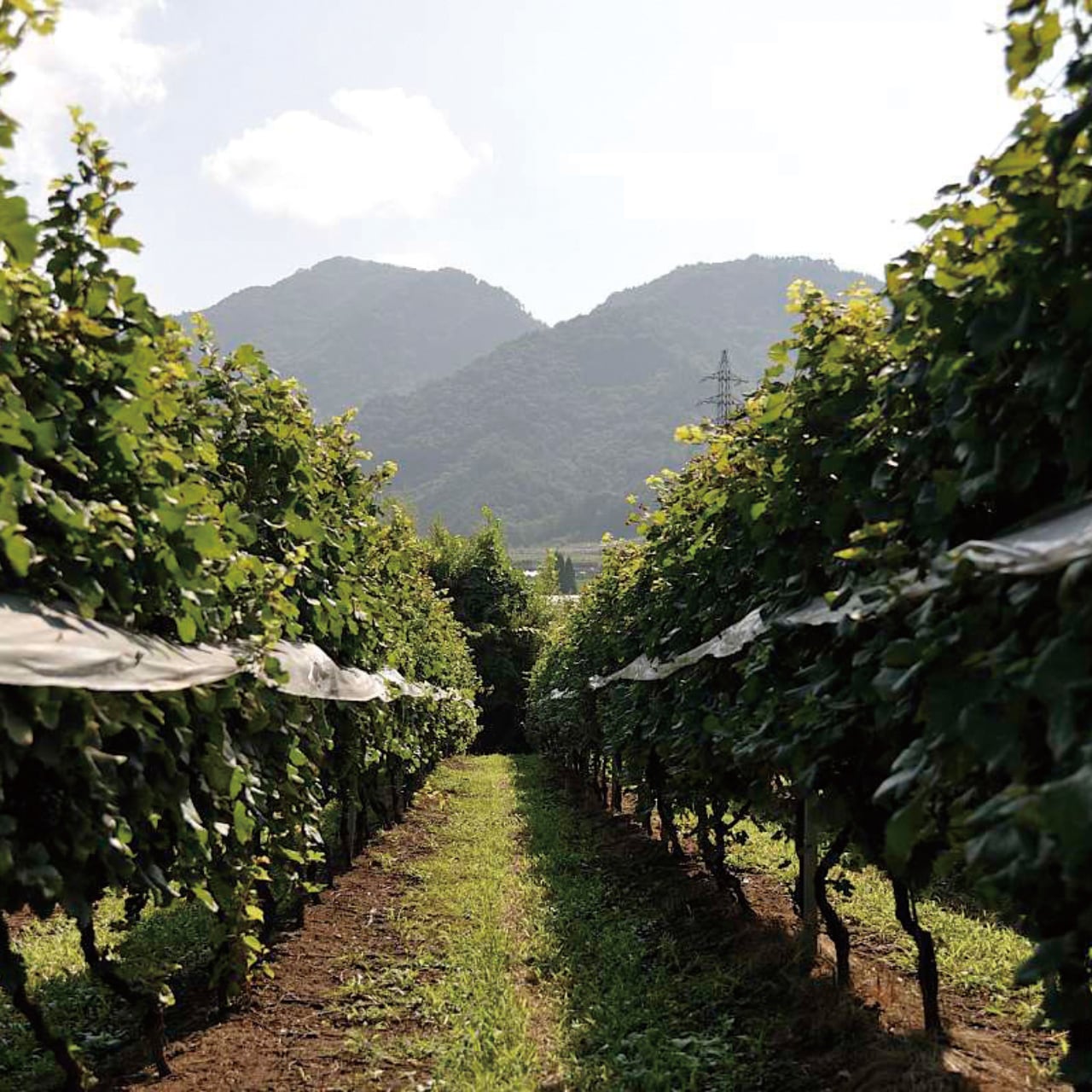 藤村還暦記念ワイン２本セット（FUJIMURA60 2025&初心者向け）