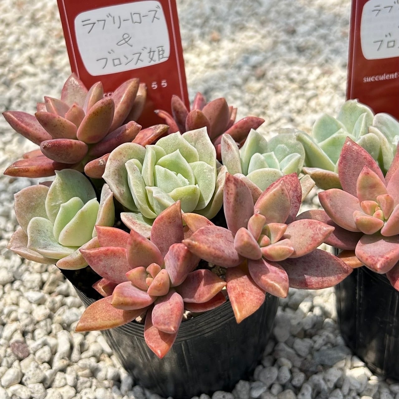ALL ITEM | Succulent 花うらら 〜多肉植物