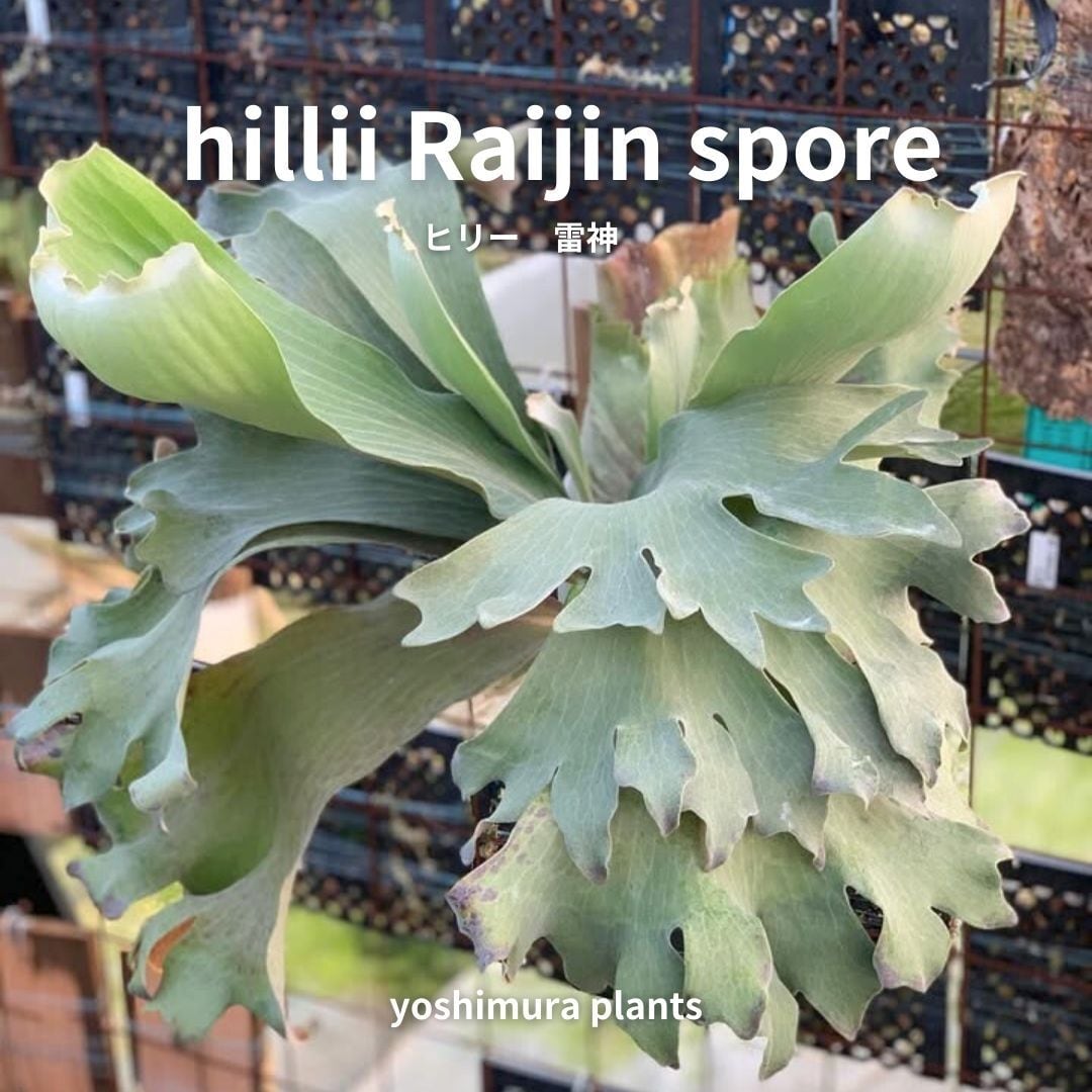【Nick様確認用】P.Hillii 'Raijin' spore select Spore Shop
