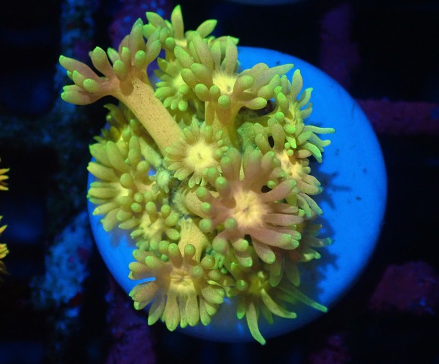 【現地買付】Goniopora FromMakassar Frag 3