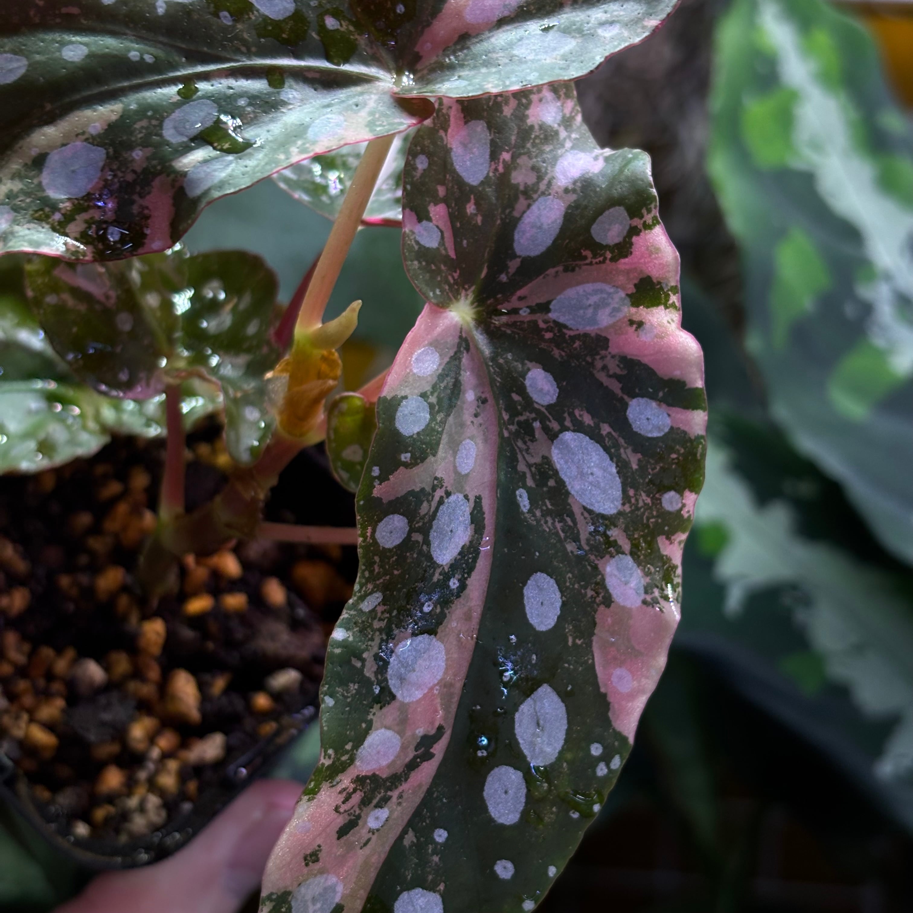 Begonia maculata 'Pink Variegated' | 熱帯雨林植物専門店 トイ吉園芸
