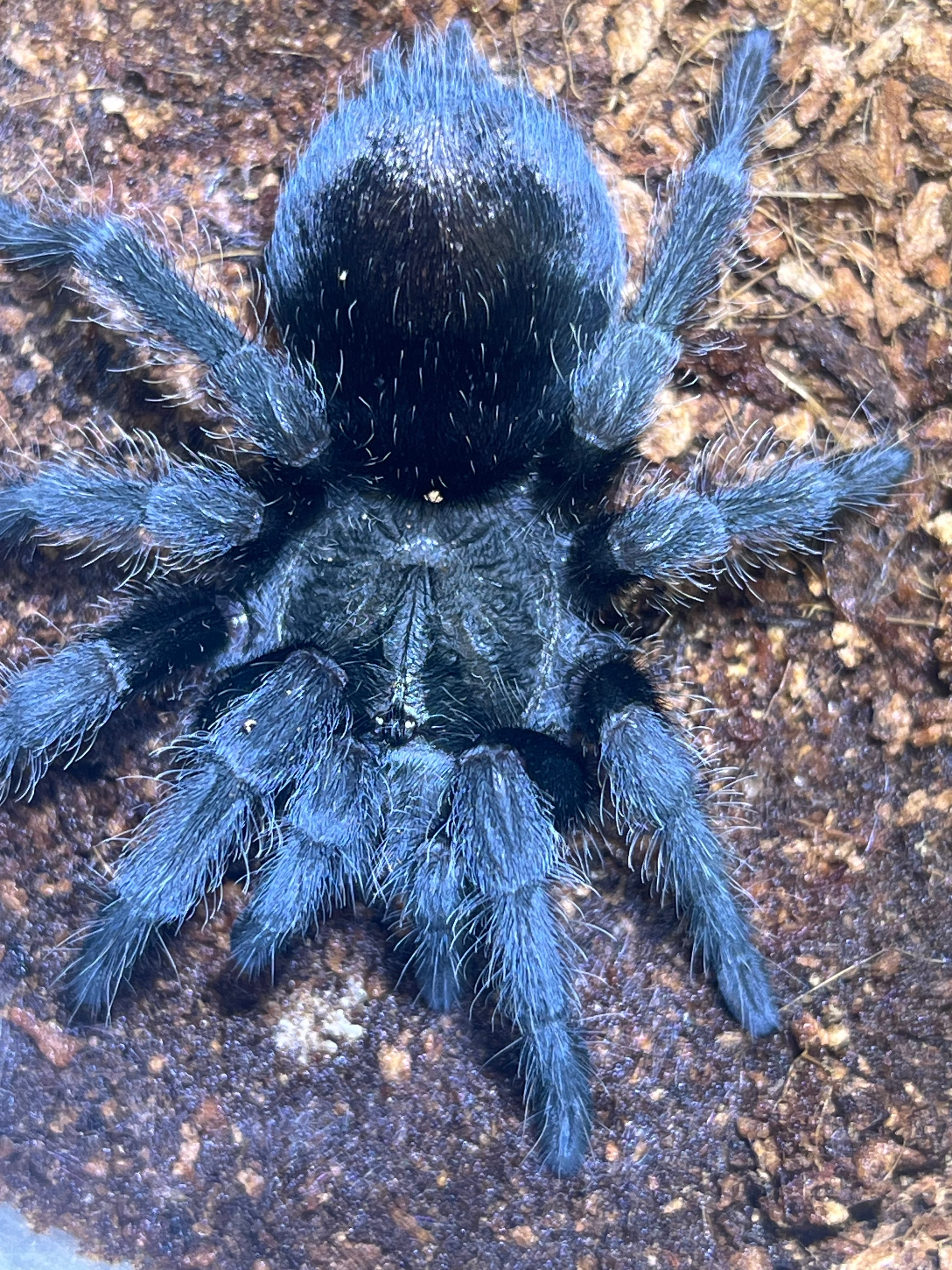 ブラジリアンブラック タランチュラ