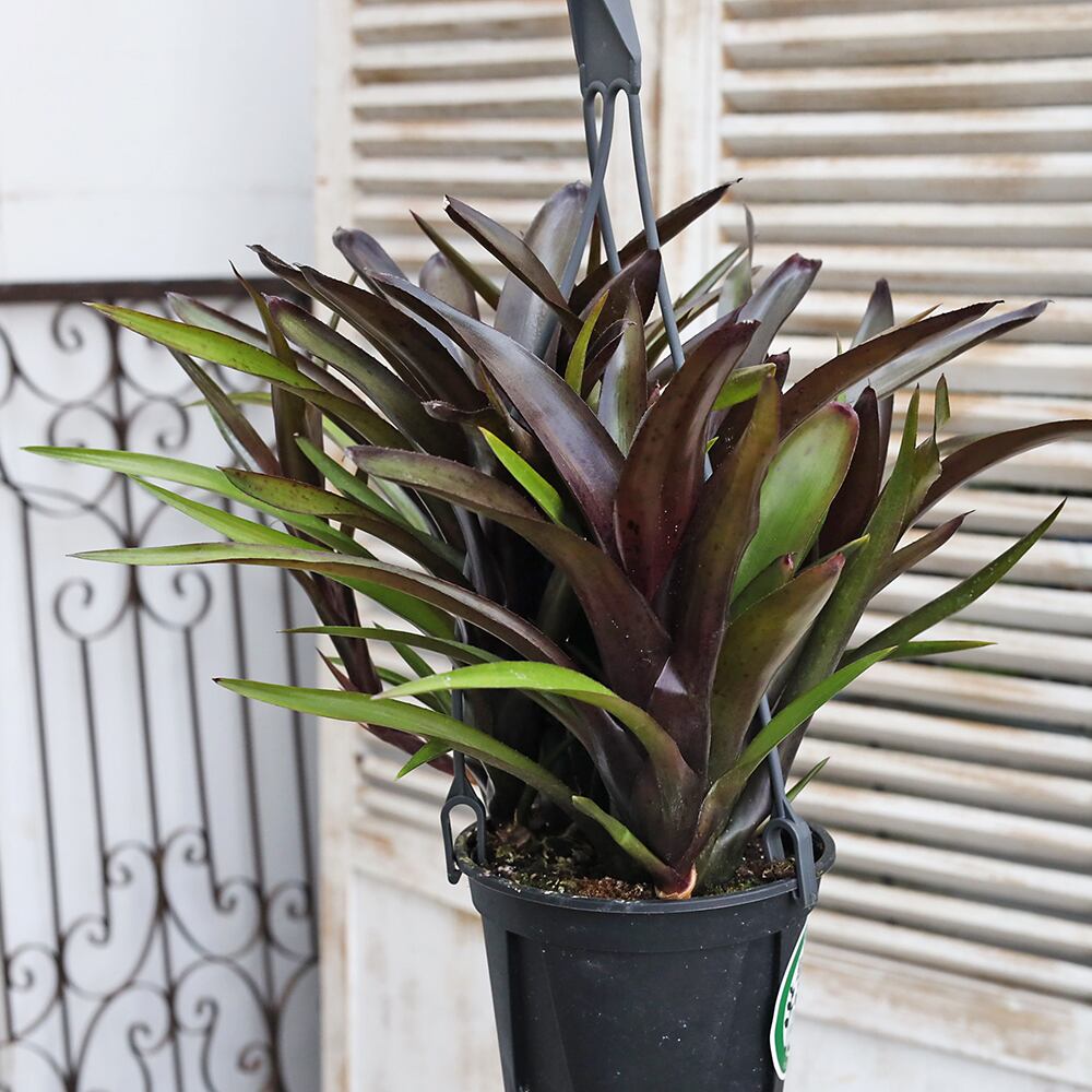 現品販売 観葉植物 ネオレゲリア ディアブロネグロ パウシフローラ 4号