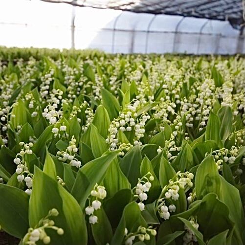 100本 長野みゆきスズラン 数量限定 北海道 沖縄配送不可 Flower Tailor