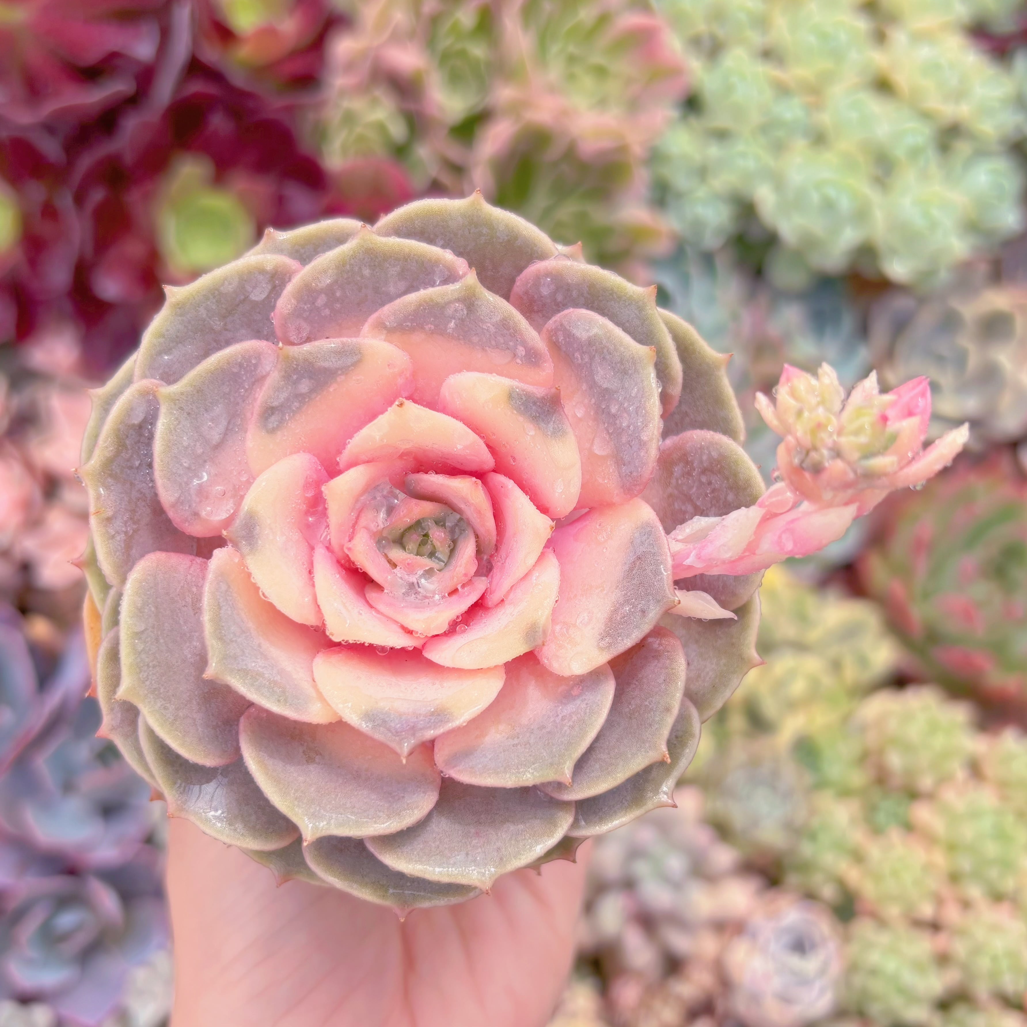 現品　ピンクローラ錦#507　るる農園