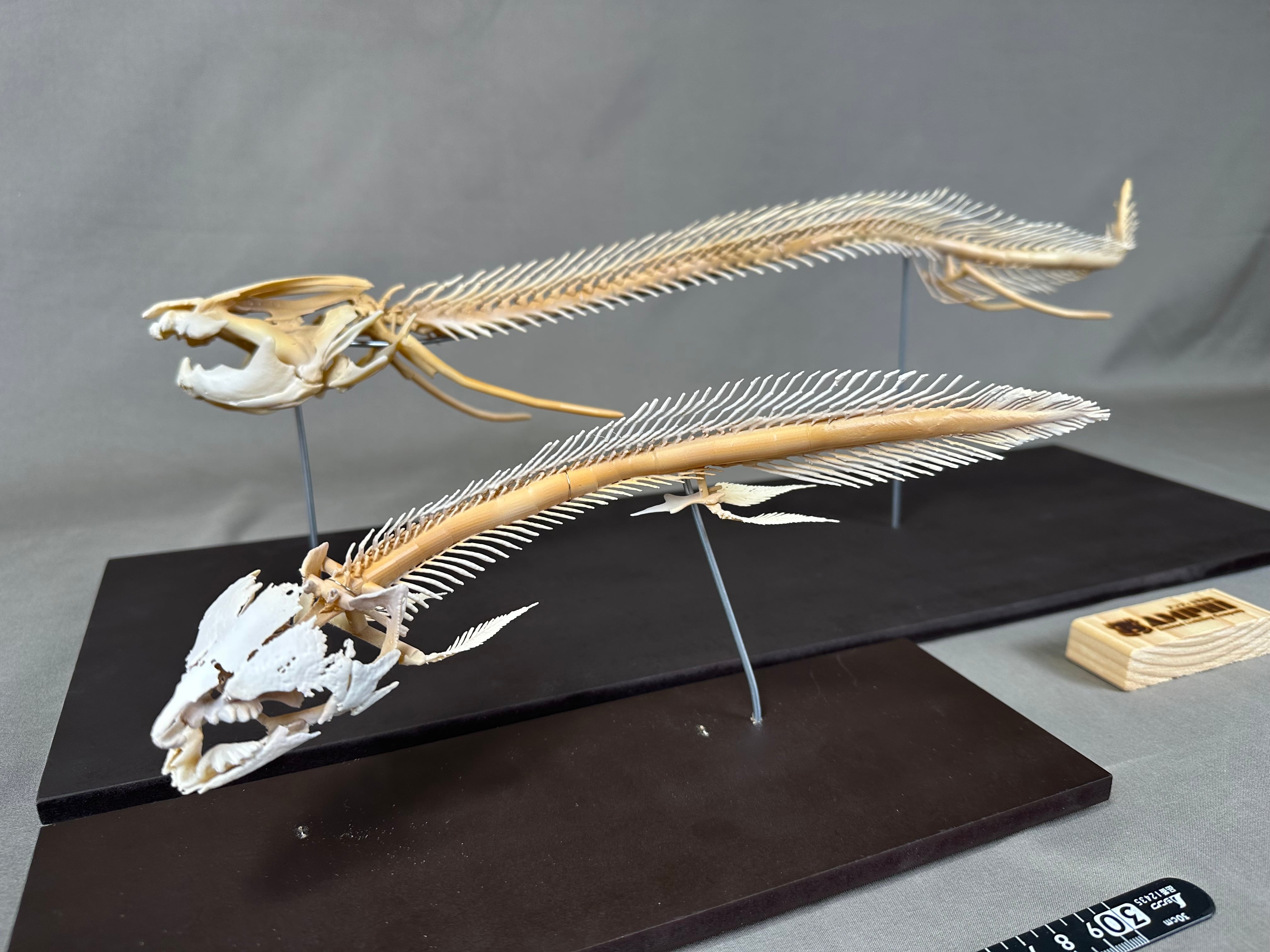 ネコ（Felis catus）ロシアンブルーの全身骨格 座った姿勢 1/2サイズ