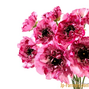 フラワースピリットのラナンキュラス　『シャルロット』　大輪　5本　　