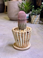 エキノセレウス 紫太陽