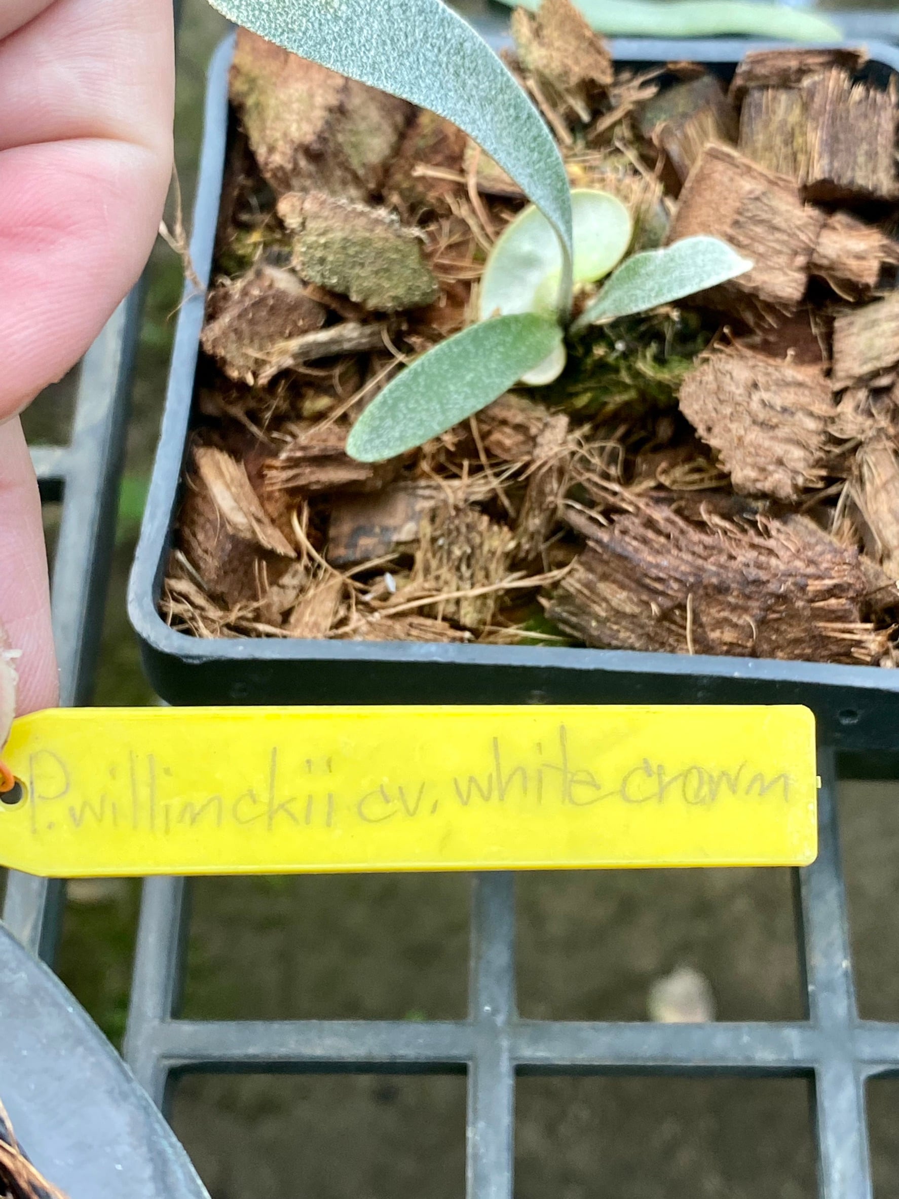 P. willinckii cv. White Crown 【artPLANTs】ビカクシダ | artPLANTs