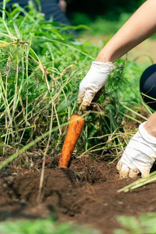 《単発 / ユギムラ受取》FIO野菜セット Mサイズ