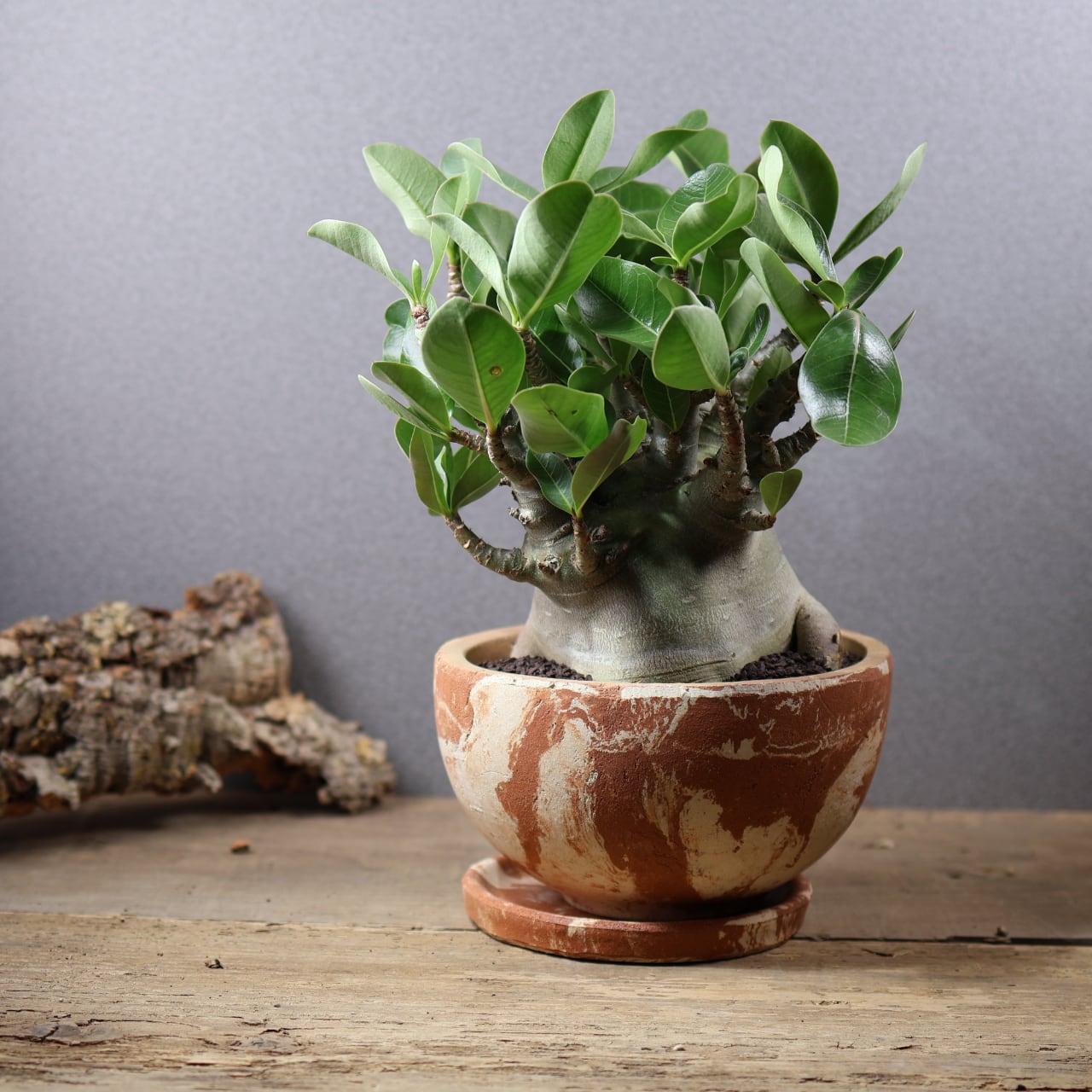 760 『アデニウム アラビカム ドワーフ 陶器鉢』 観葉植物【送料無料