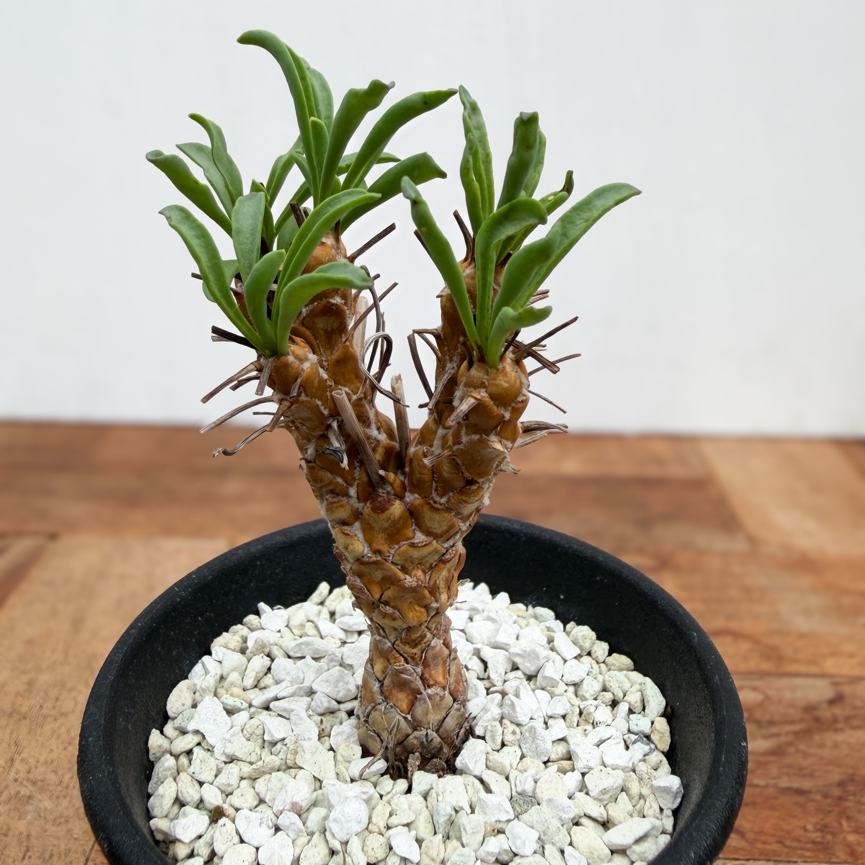 Othonna lepidocaulis【オトンナ・レピドカウリス】 | RIMO'S GREEN