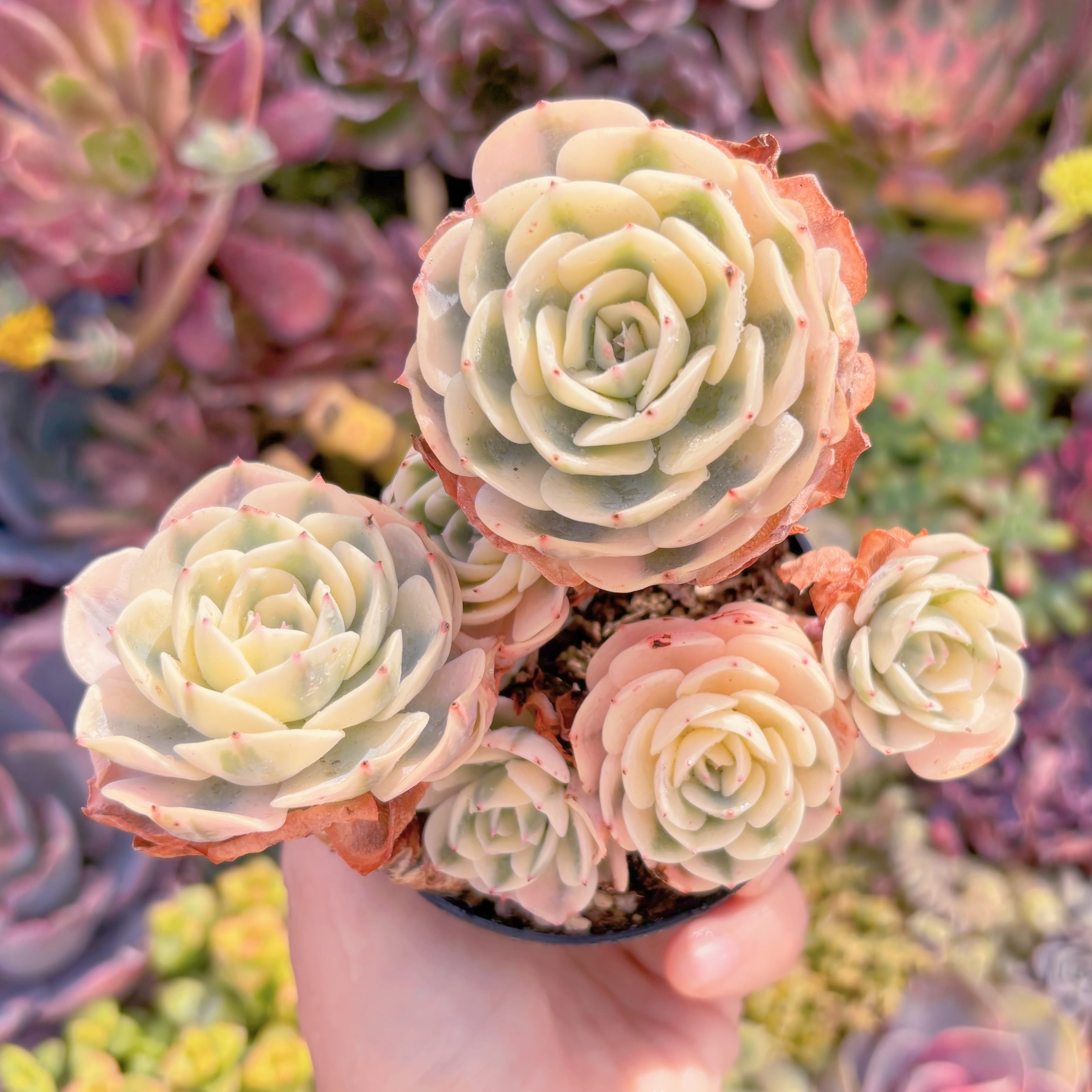 現品　ルノーディーン錦 #M244　群生　美苗　新入荷　るる農園