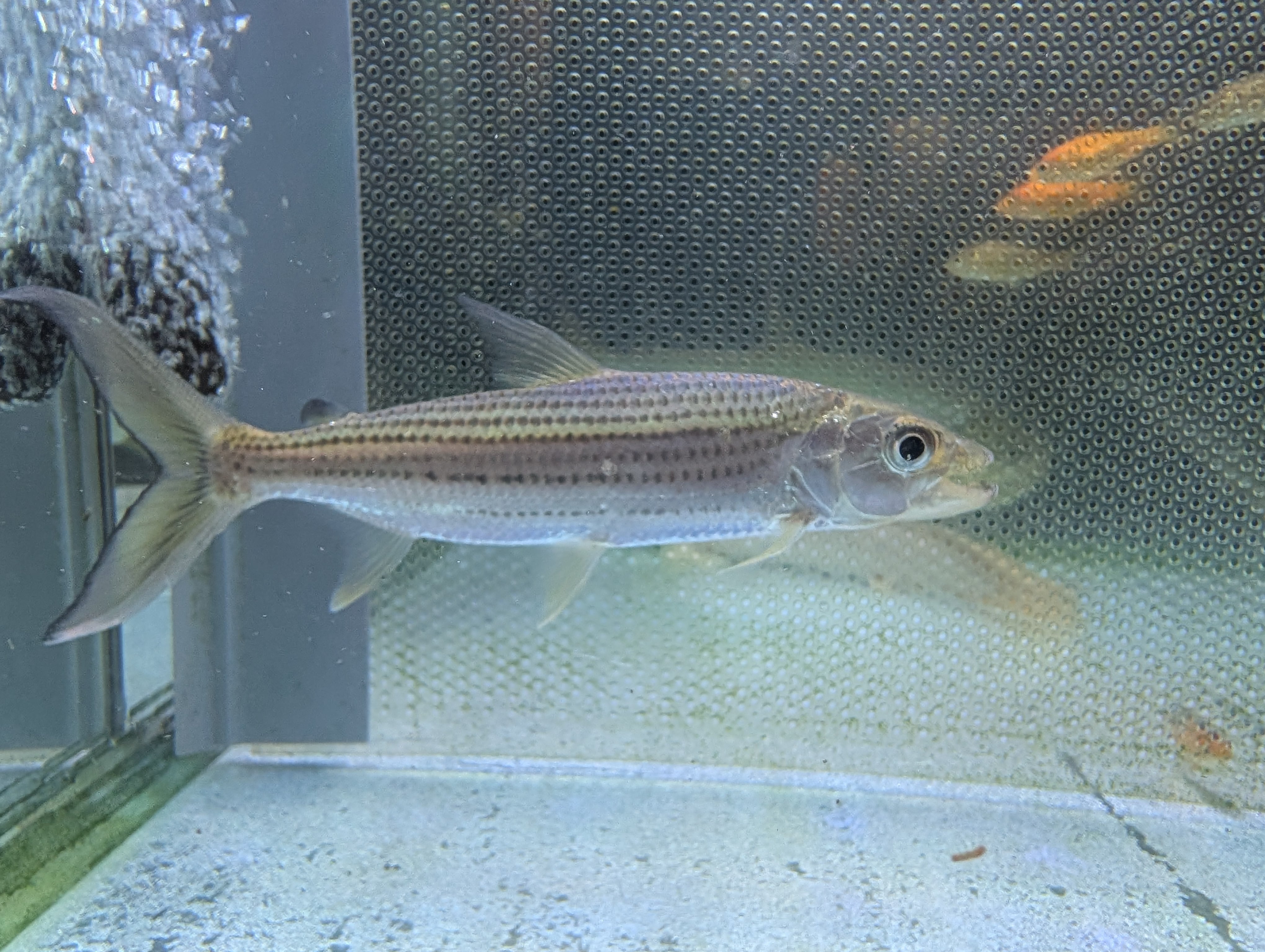 その他の種類 | アロワナ等の大型魚・熱帯魚のオンライン販売店