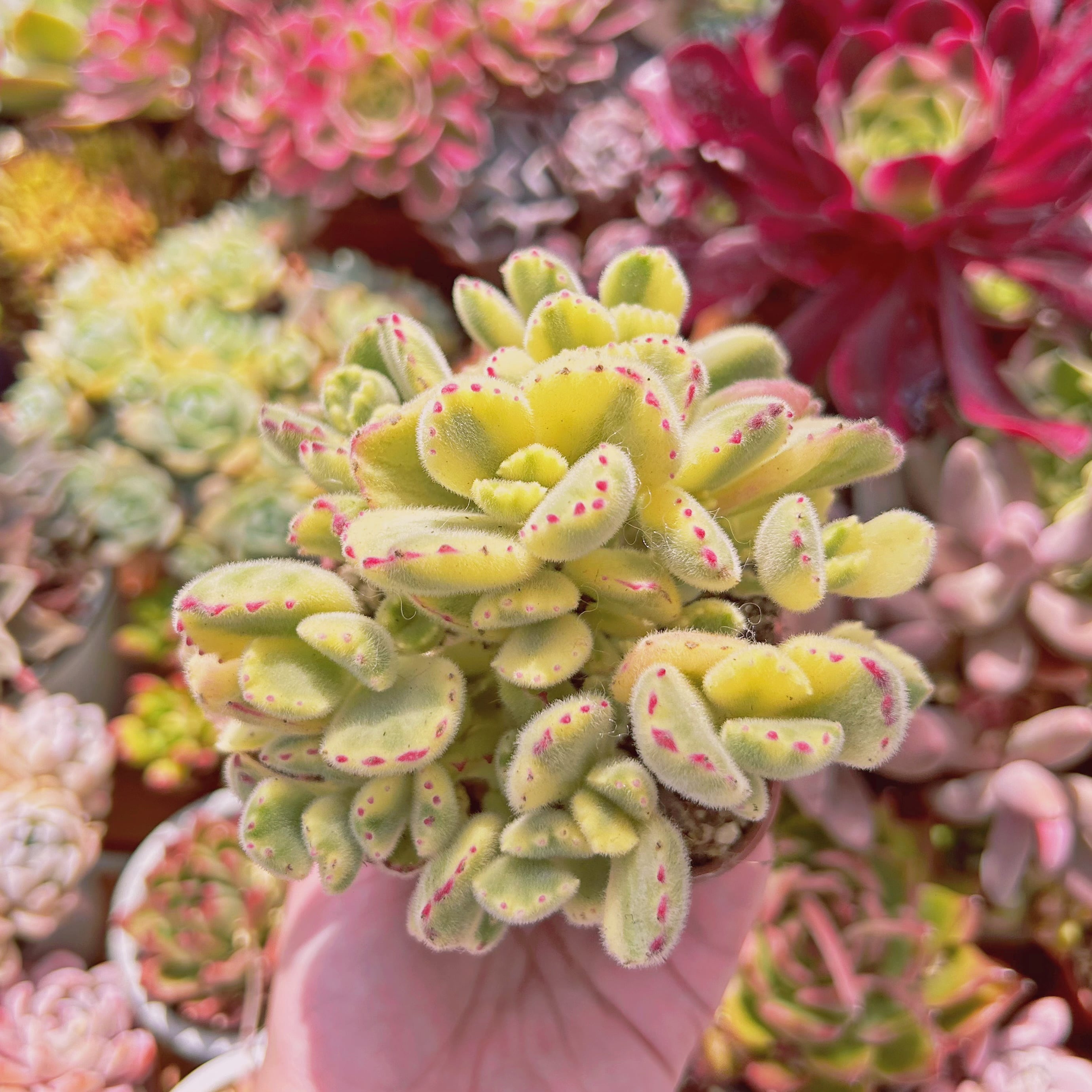 #745現物　多肉植物　熊童子白錦　特大