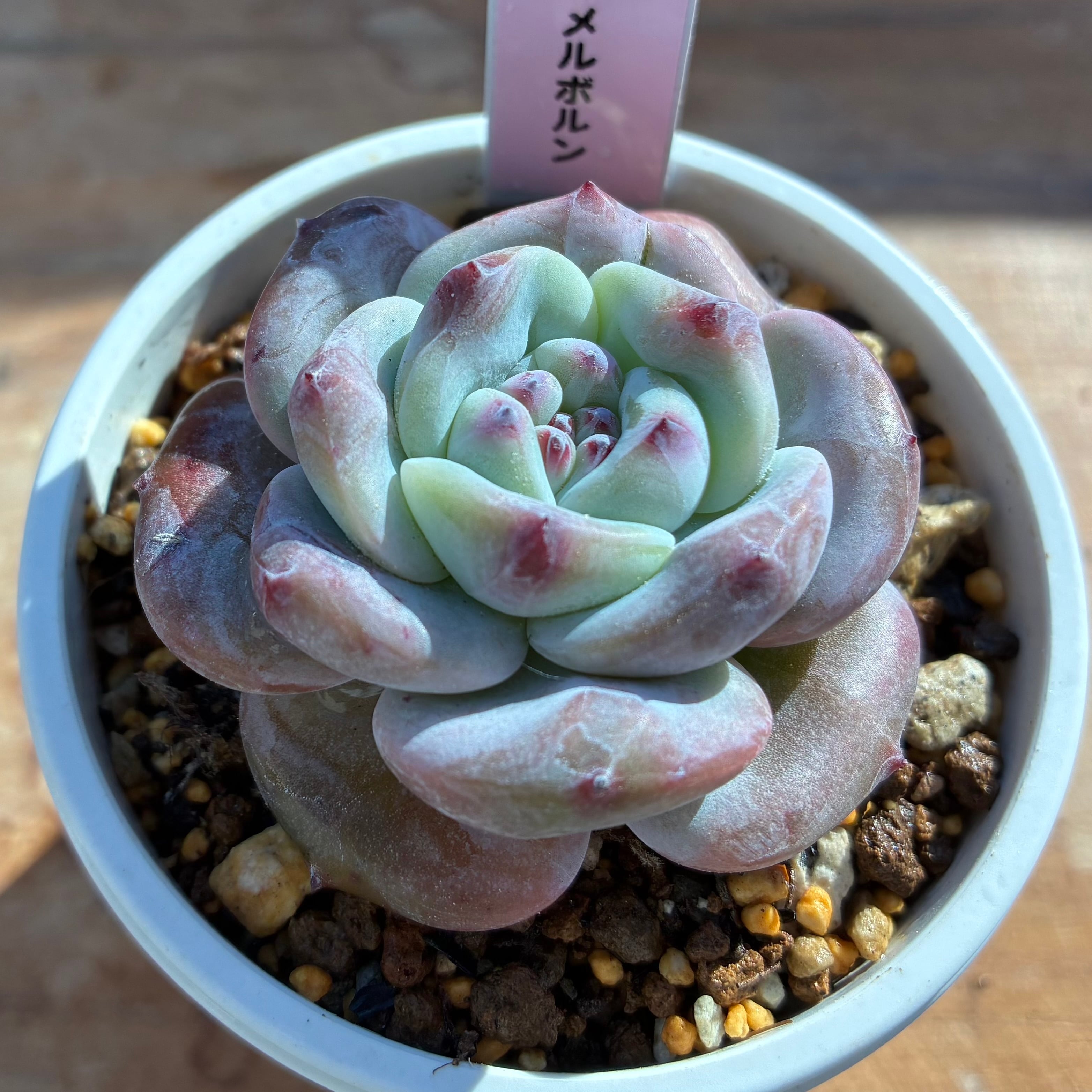 ハオルチア 狼蛛錦 | mocono_plants