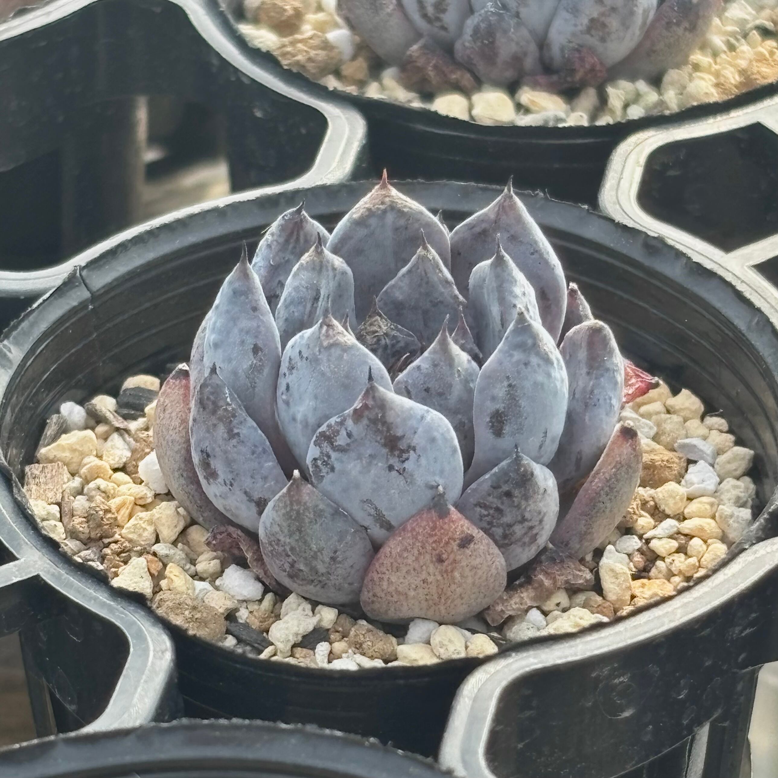 多肉植物 アエオニウム 黒銅壺錦 大苗 美苗 #黒2 | PAY ID