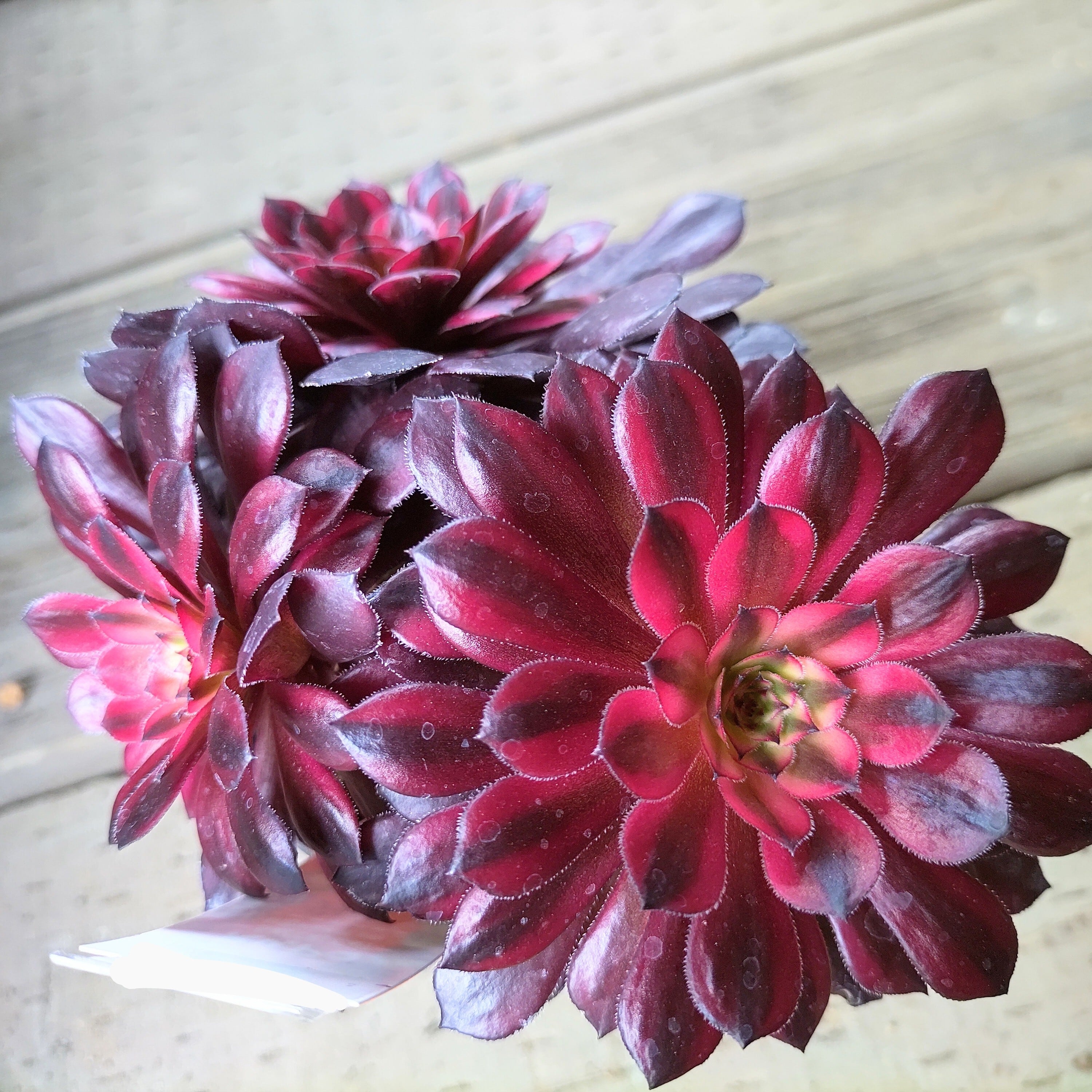 Bブラックスワン(アエオニウム) | RuPo 多肉植物専門店