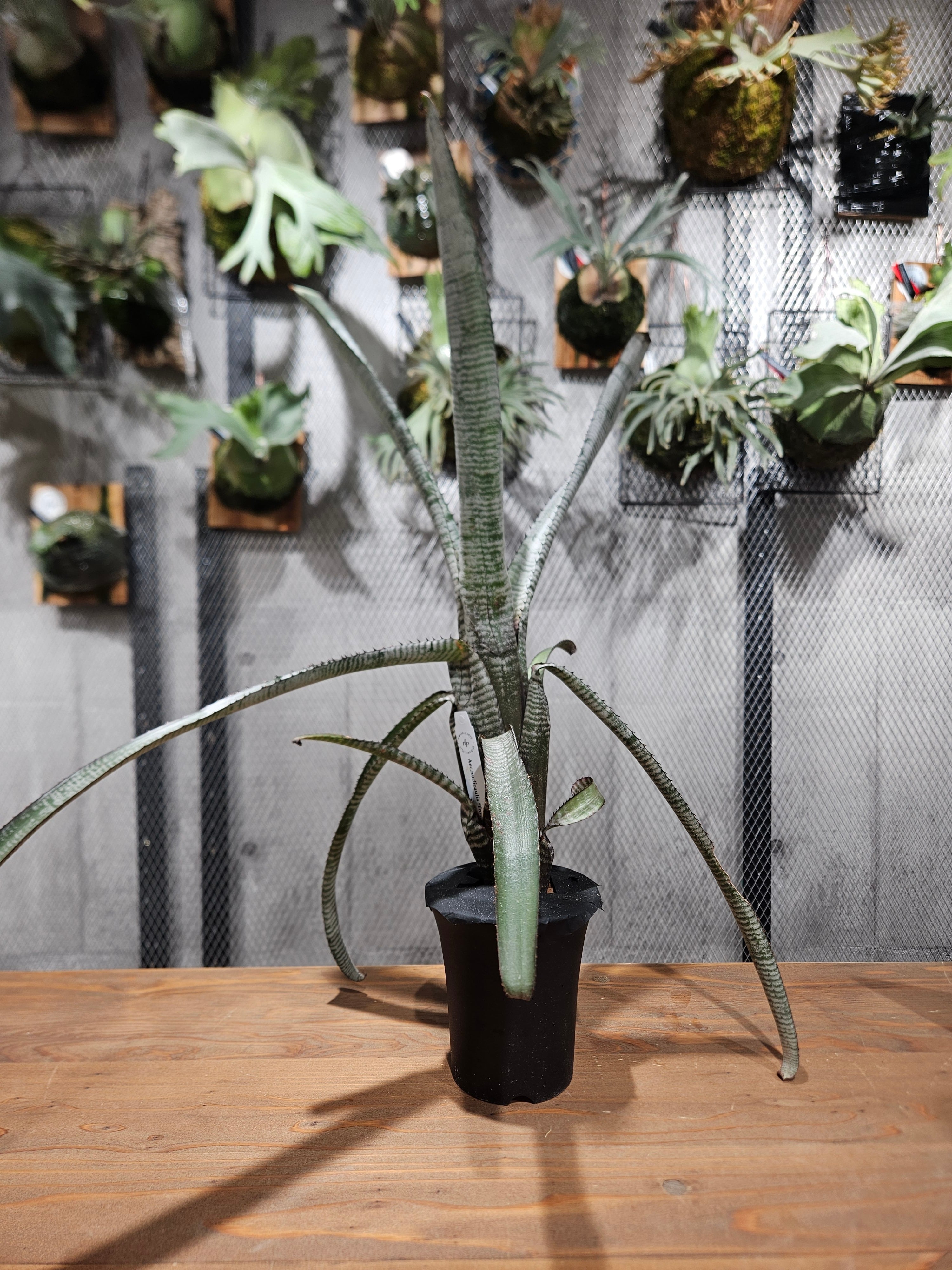 Aechmea nudicaulis 'Frosty The Snowman'【artPLANTs/PLANTS GARAGE