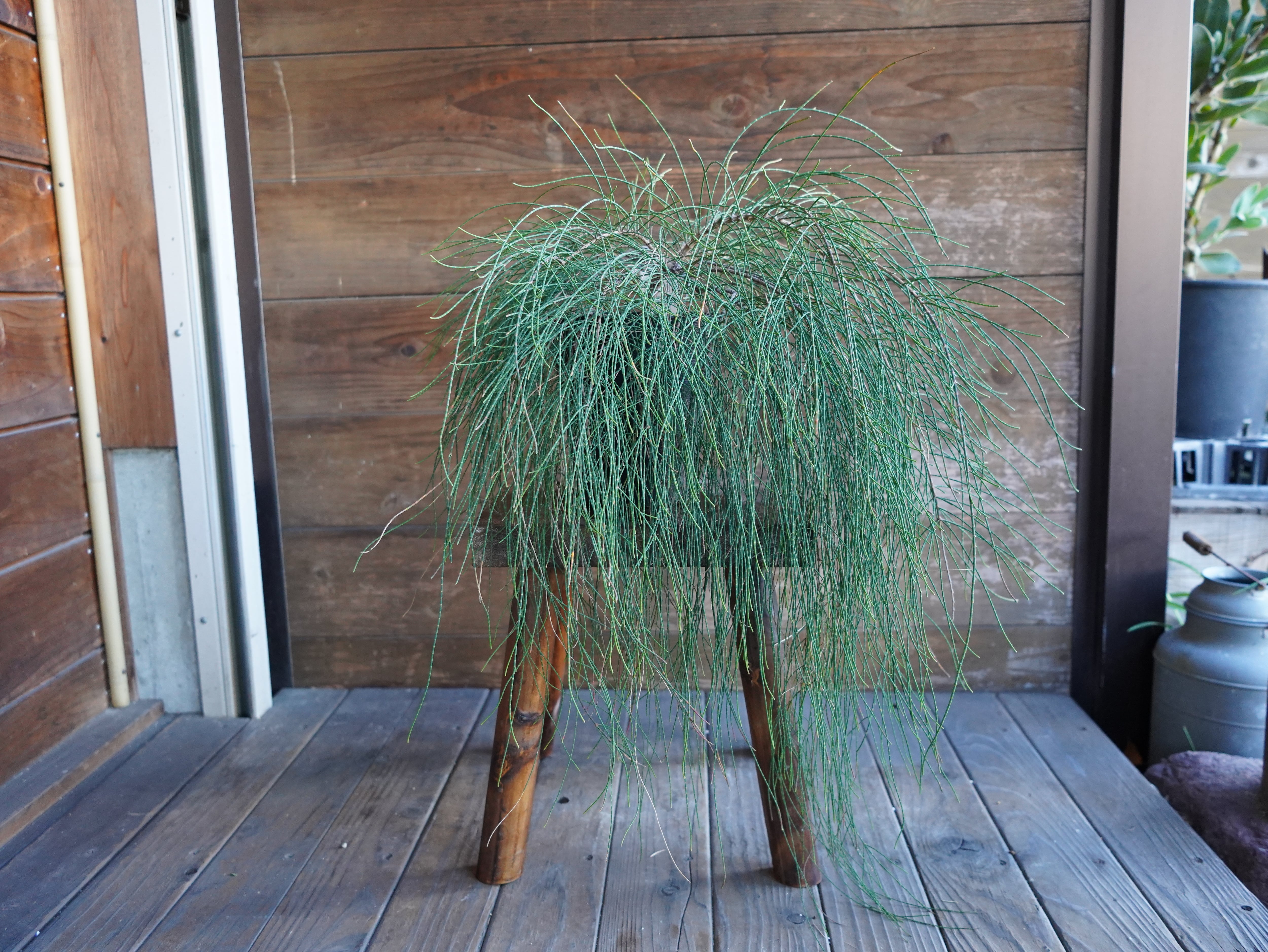 【現物】カジュアリーナ　カズンイット