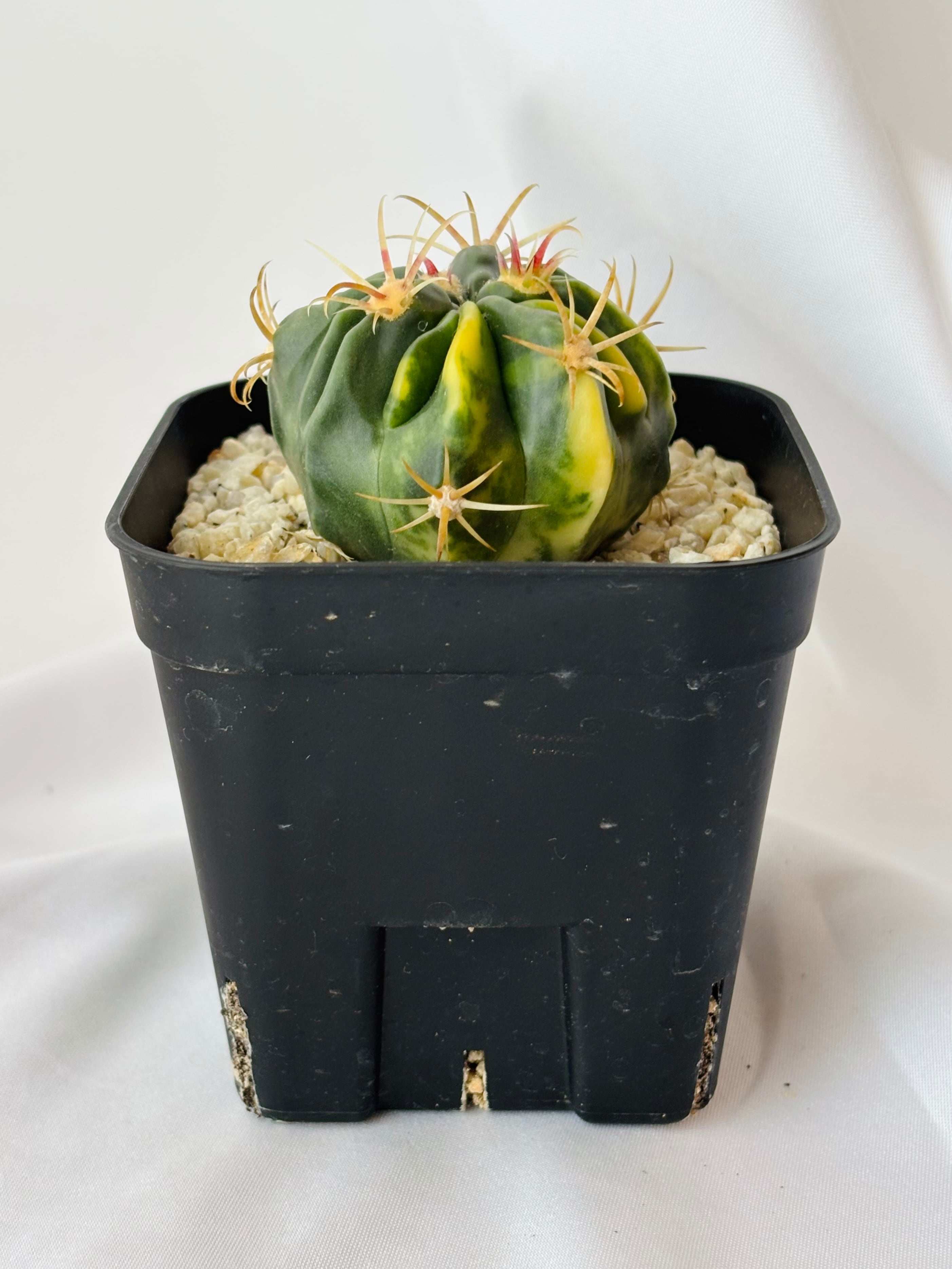 Ferocactus latispinus フェロカクタス 日の出丸錦 サボテン