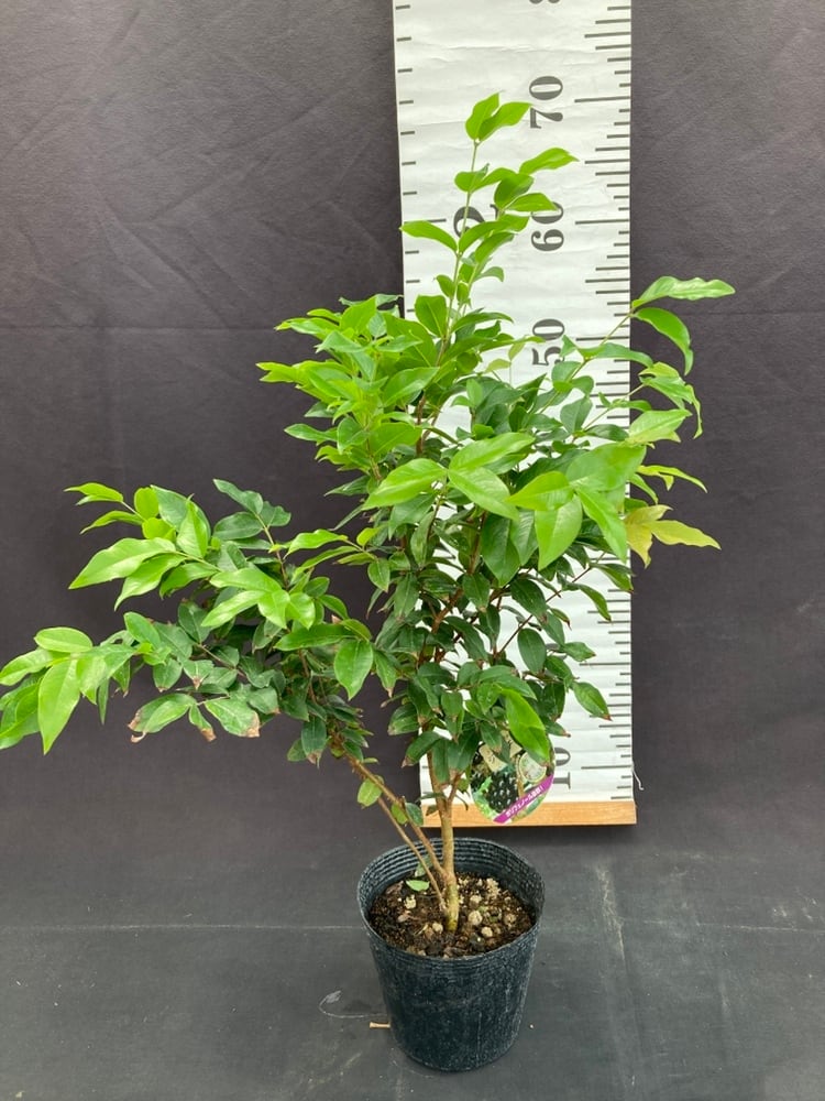 ジャボチカバ・実生苗 3.5号 | 日本ライン花木センター 