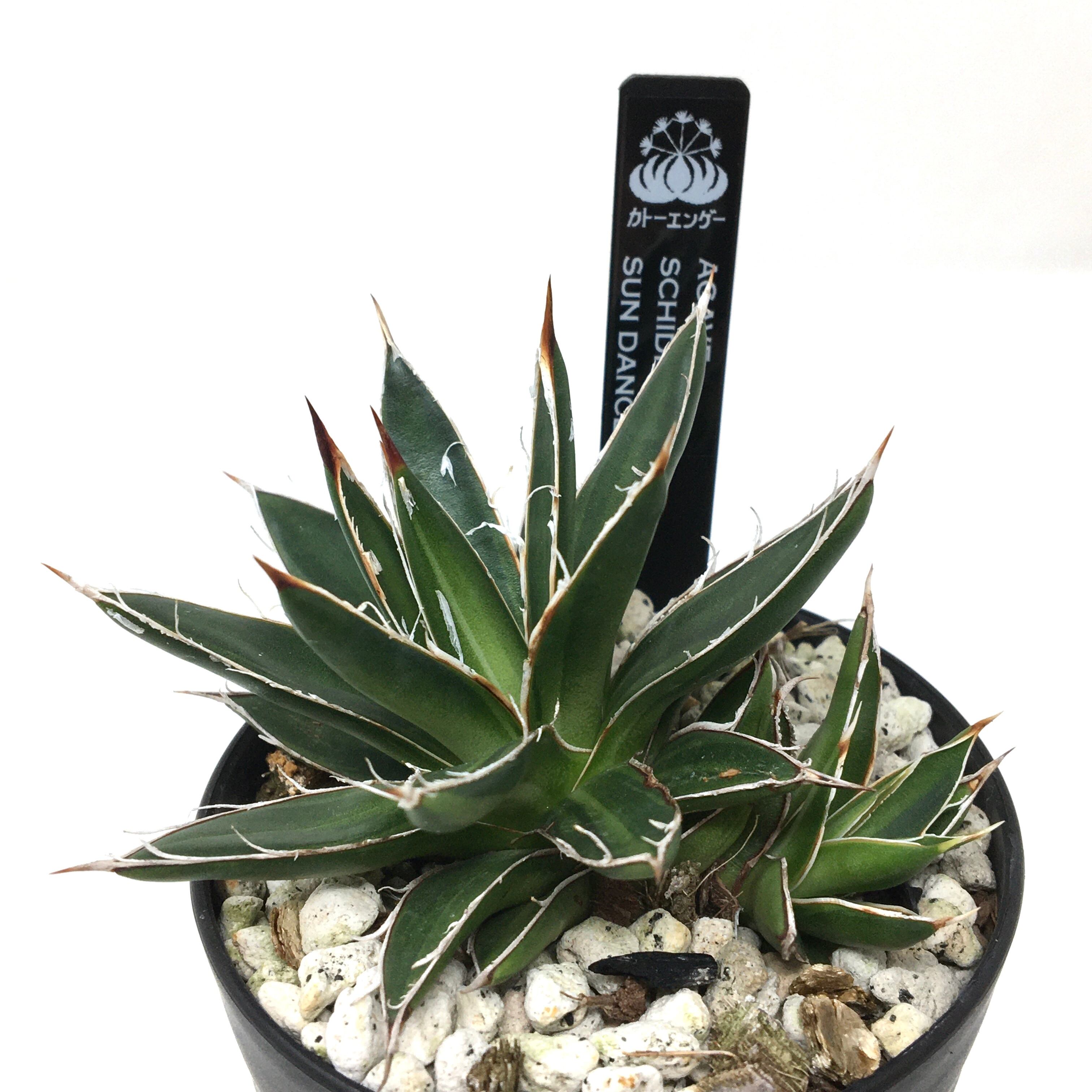 アガベ シジゲラ SUNDANCE【555】