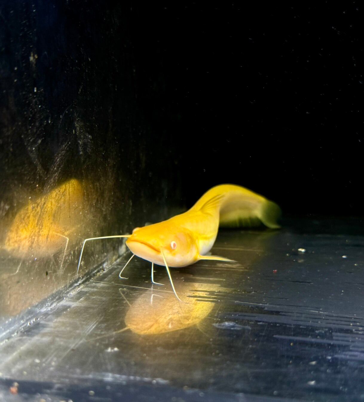 アルビノ南方大口ナマズ | THE AQUARIUM ISE