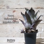 【送料無料】 Hohenbergia leopoldo-horstii〔ホヘンベルギア〕現品発送H0015