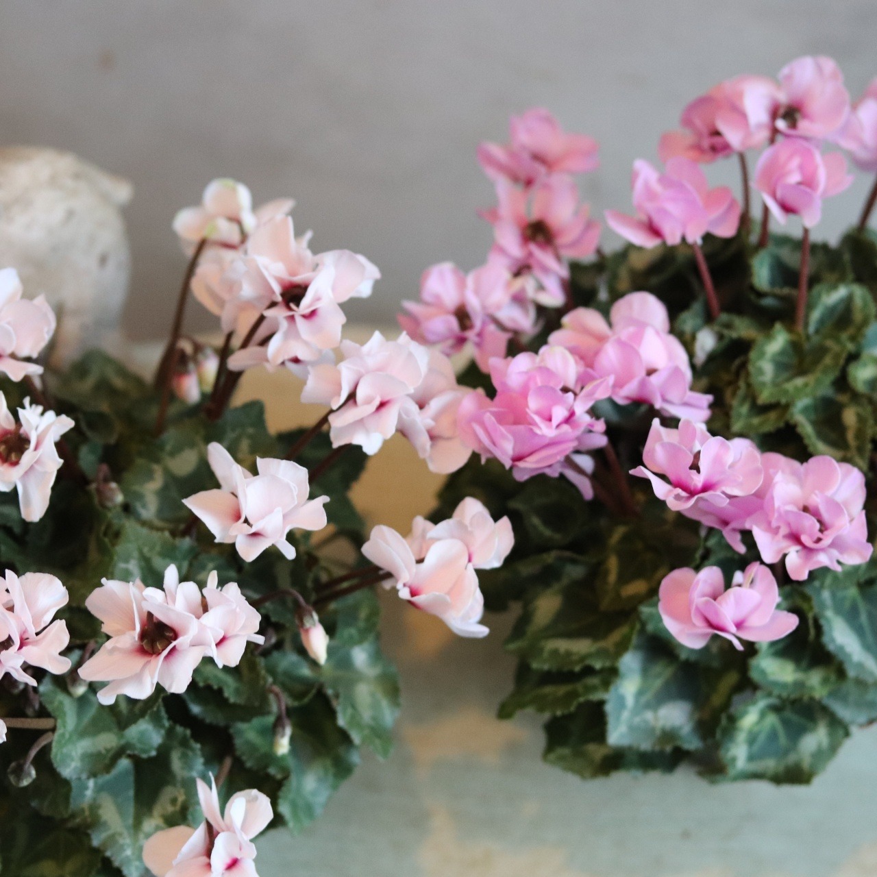 シクラメン　スクリュースター　ホワイト　届いてすぐ玄関に飾れる シクラメン