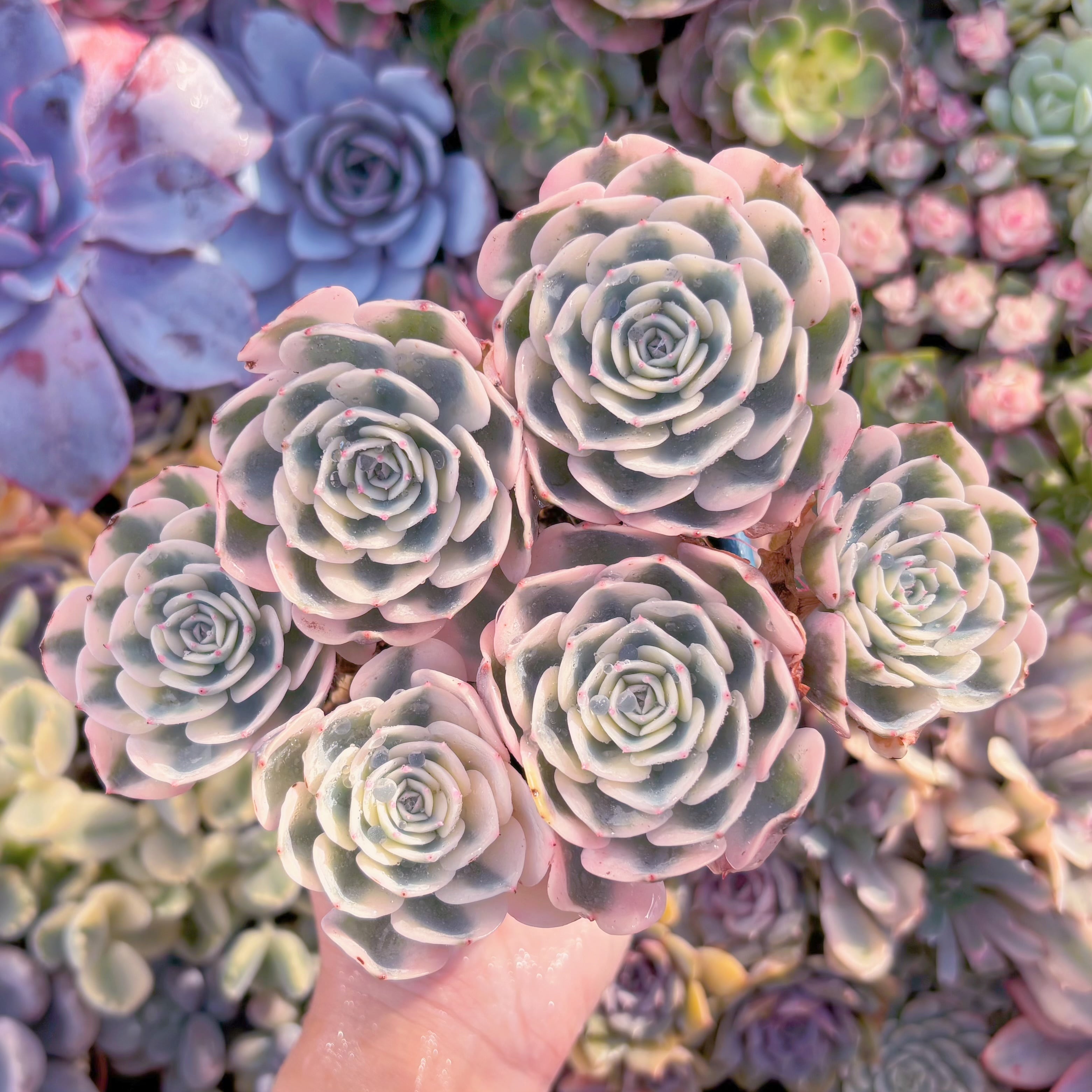 現品　ルノーディーン錦 #029　大群生　新入荷　るる農園