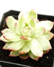 カット苗 クリスタルジェニーマリア錦 Echeveria 'Crystal Jenny Maria' Vairegated