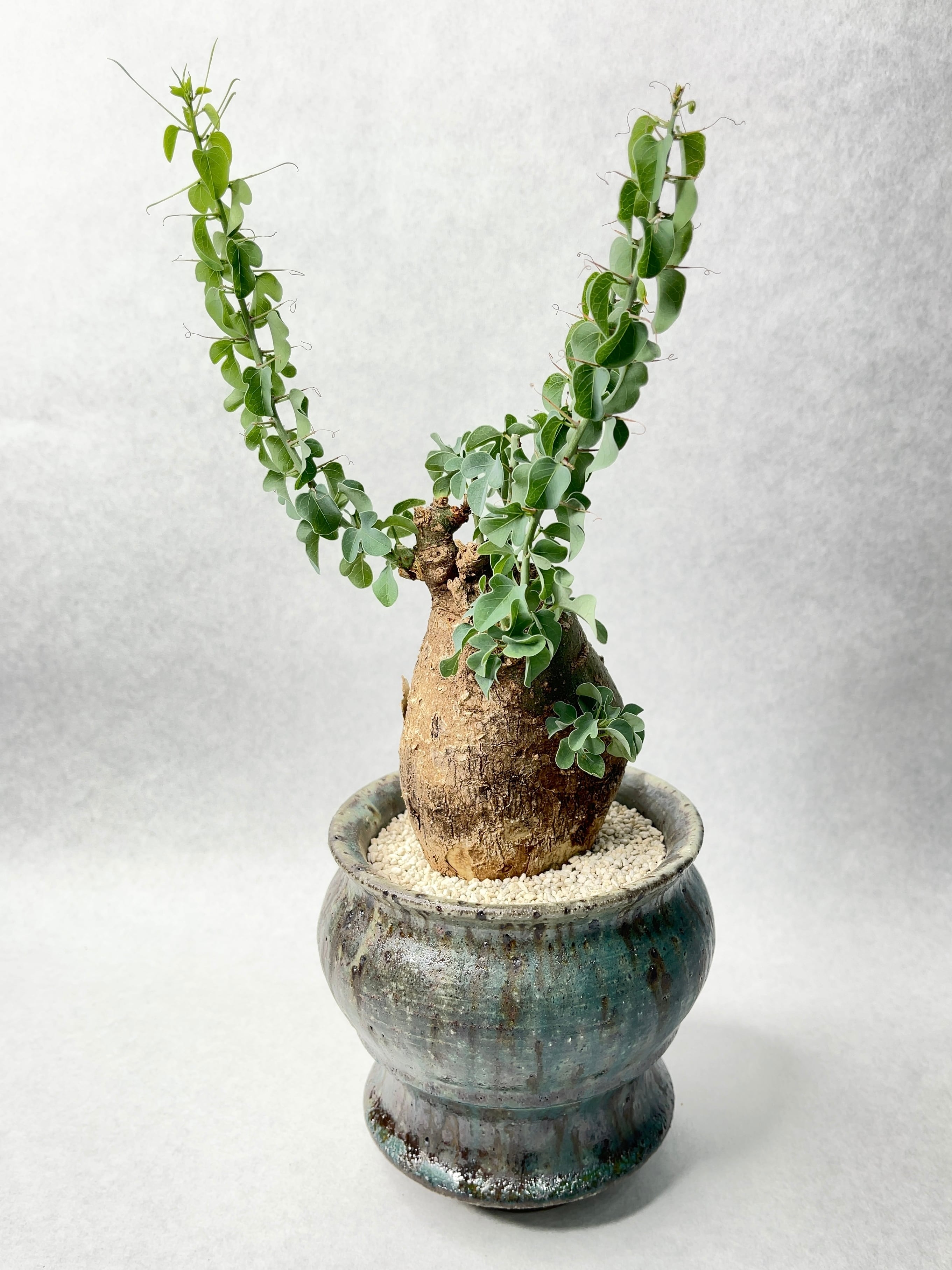 98cc287624e149a6862c3c4ea5a218