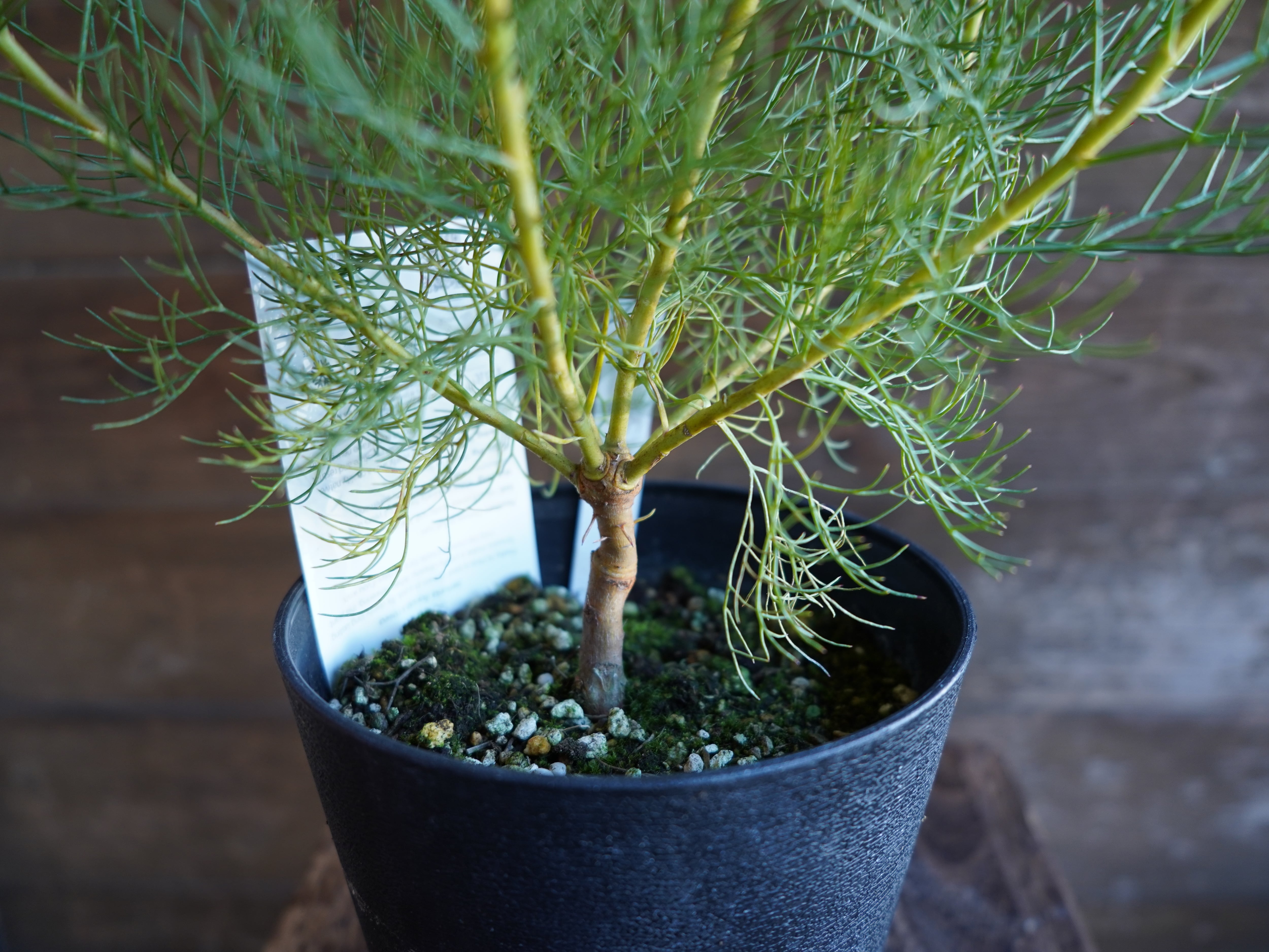 【現物】セルリア　”プリティピンク”　B