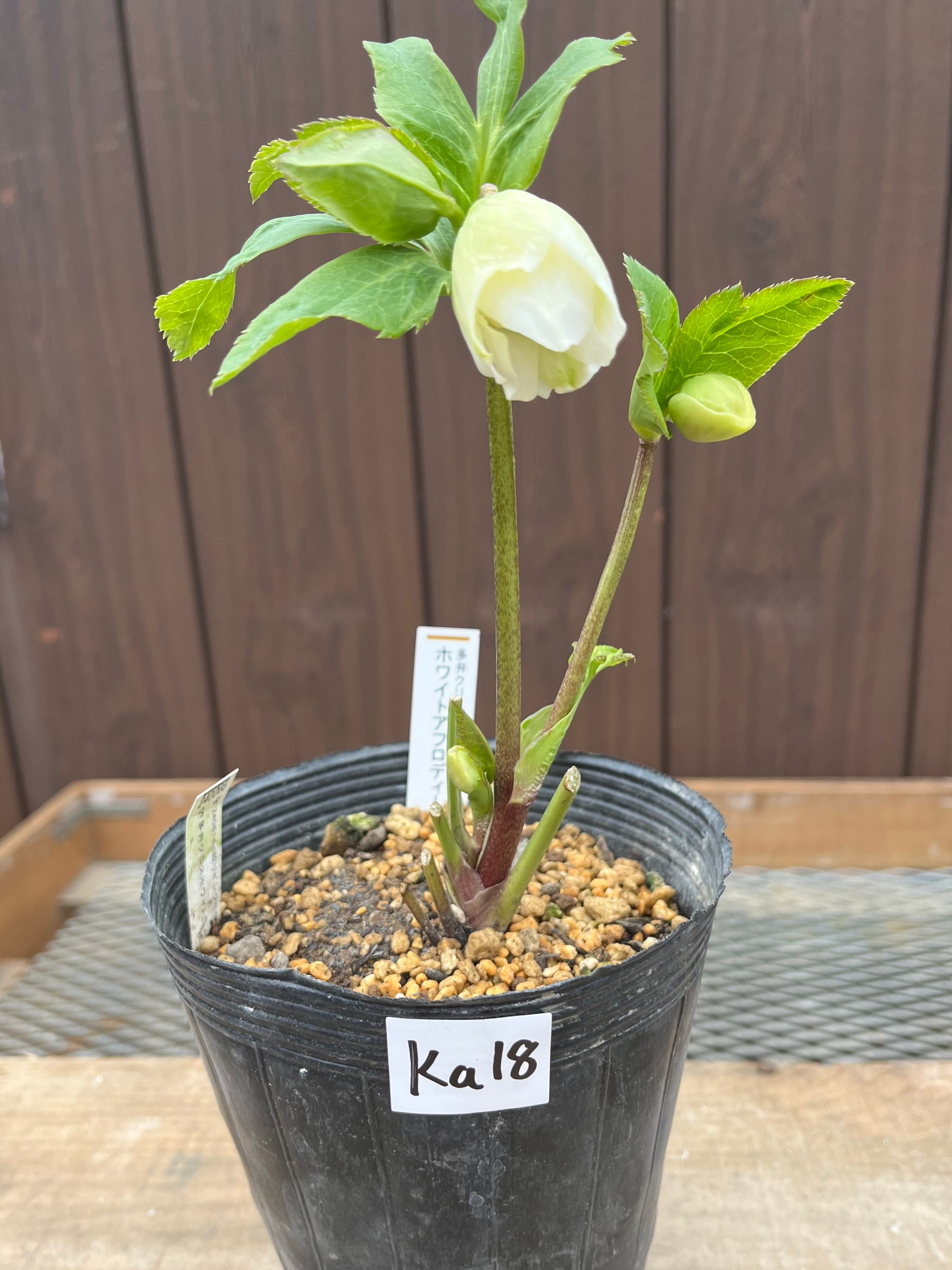 花入3点 花入3点 人面壷と花 花入3点 Amazon.co.jp: ZX ゼクス 【花住まいの