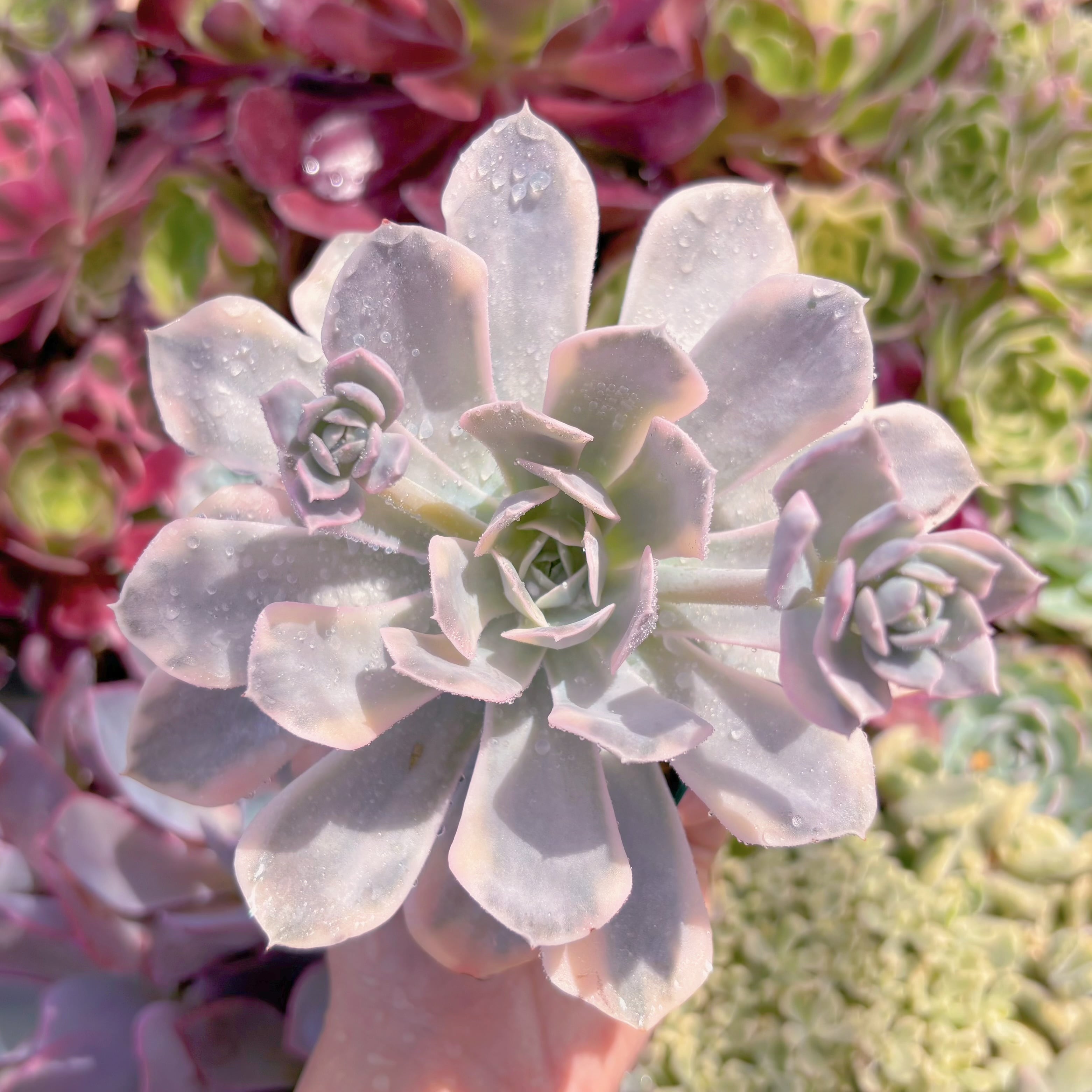 現品　ルヨンニー錦#931　るる農園