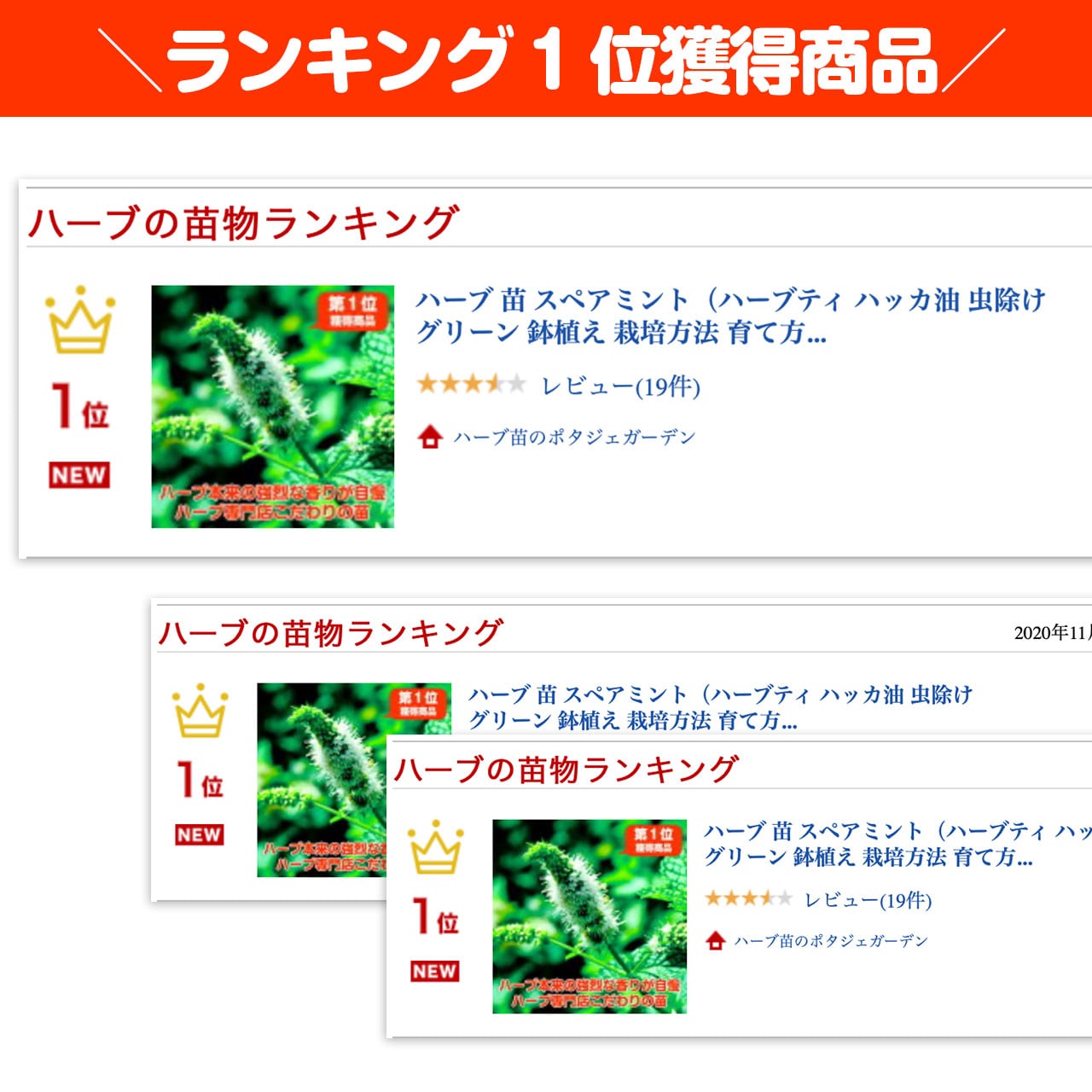 ハーブ 苗 スペアミント | ハーブ苗のポタジェガーデン 本店
