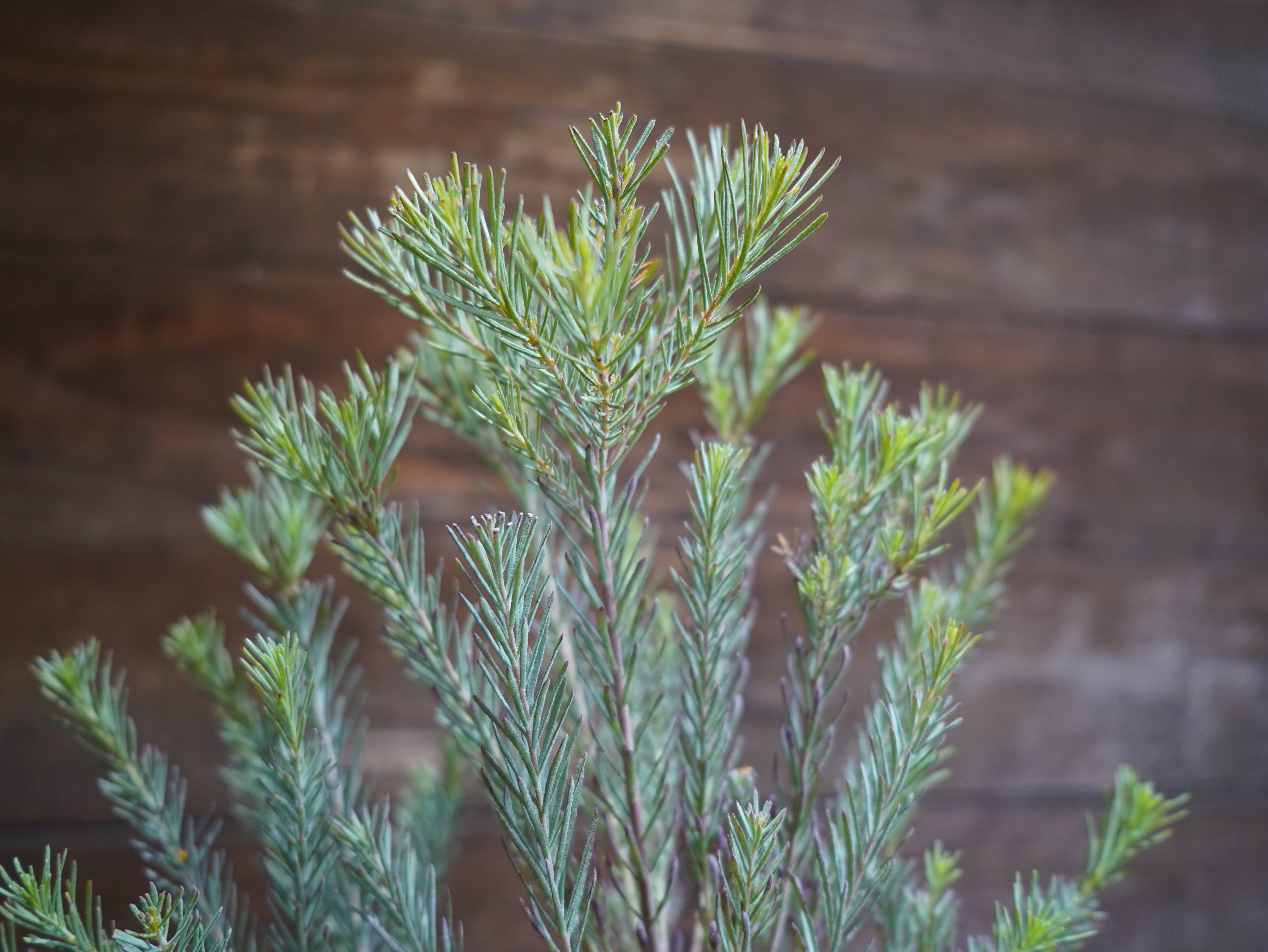 【現物】ユーカリ　”フォーマニー”　B