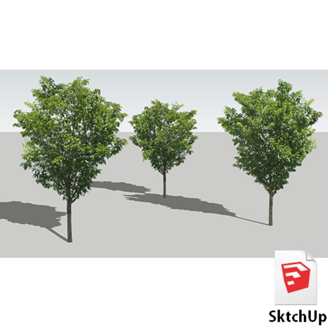 樹木SketchUp 4t_004 - メイン画像