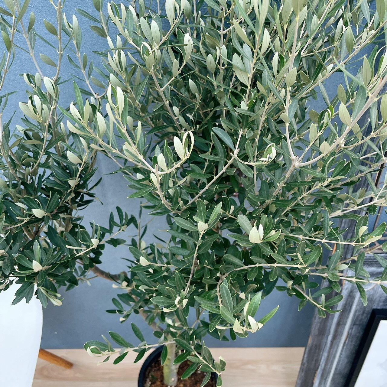 現品］♡おしゃれ♡ 54番 創樹 オリーブ チプレッシーノ 8号 観葉植物