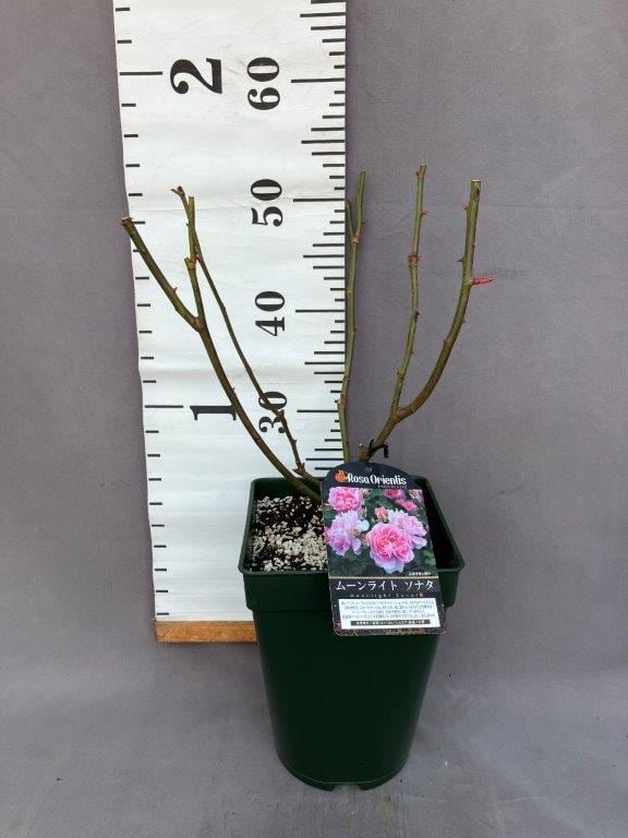 薔薇 ムーンライト ソナタ 四季咲き オリエンティス | 日本ライン花木
