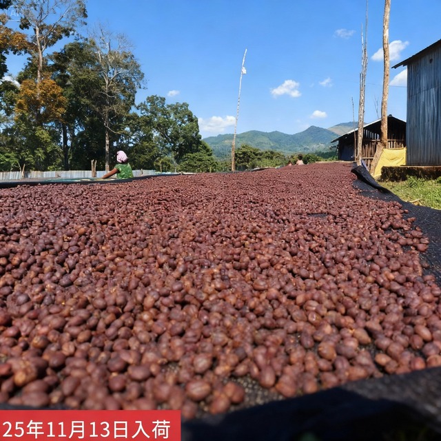 Ethiopia Geisha Jasmine G1 Natural 【 中浅煎りー200g 】