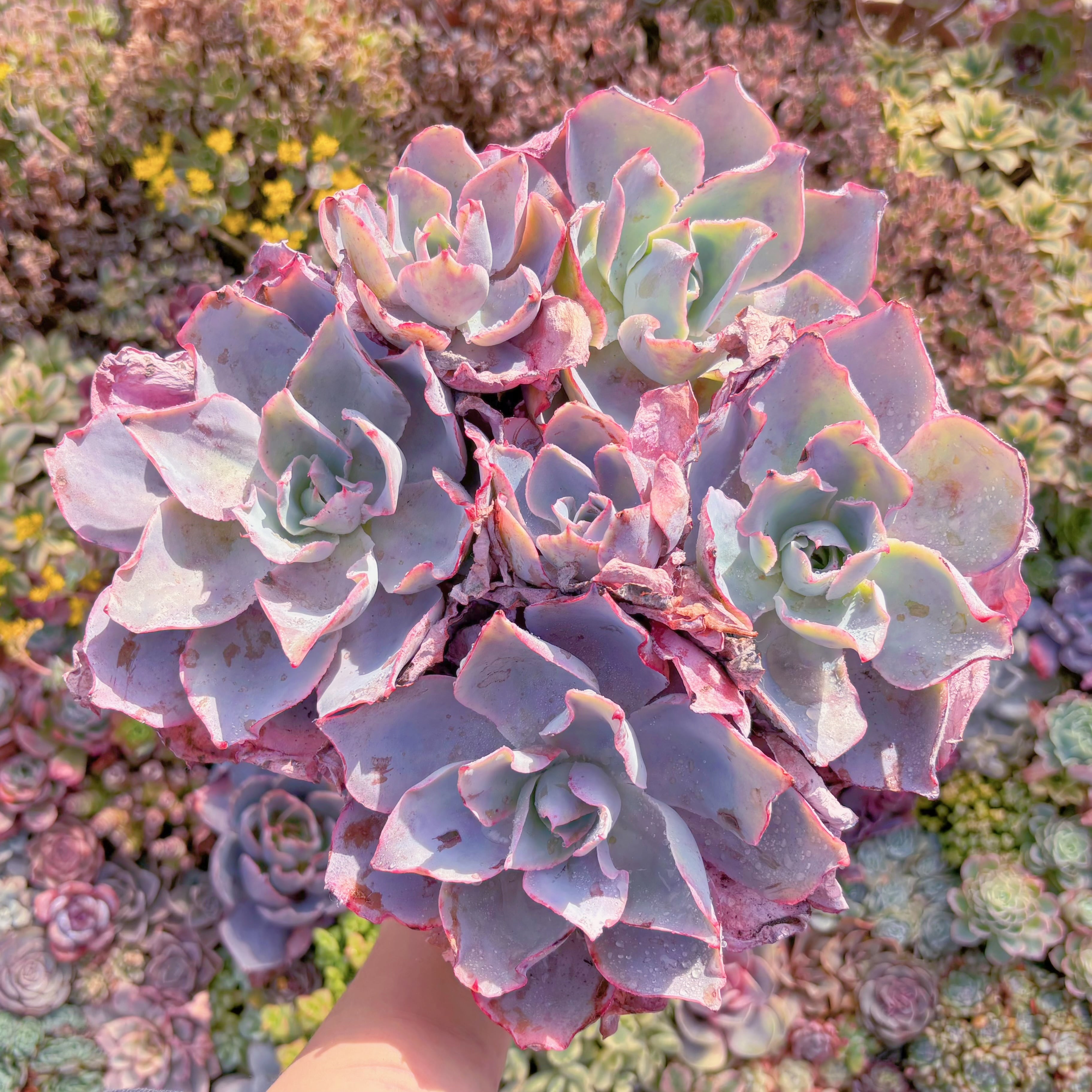 現品　アフターグロー#C22　特特大群生　るる農園