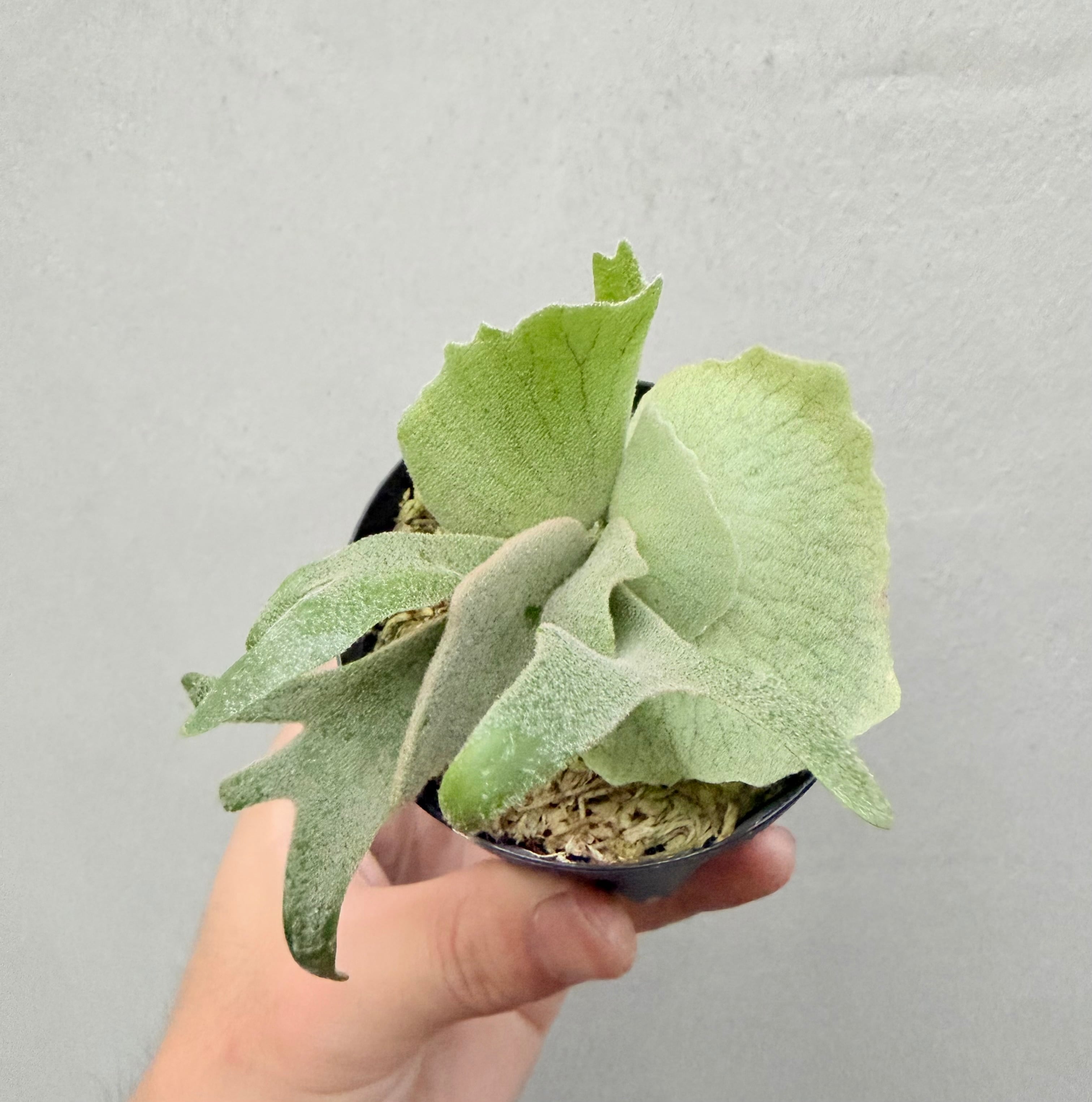 c) P. willinckii 'Frosty Maiden' spore grown ③ビカクシダ