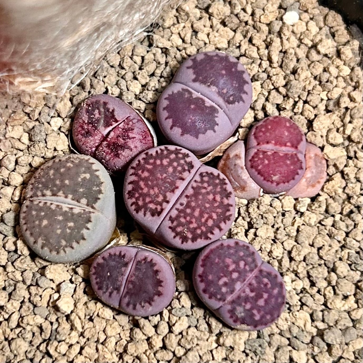 リトープス | RuPo 多肉植物専門店