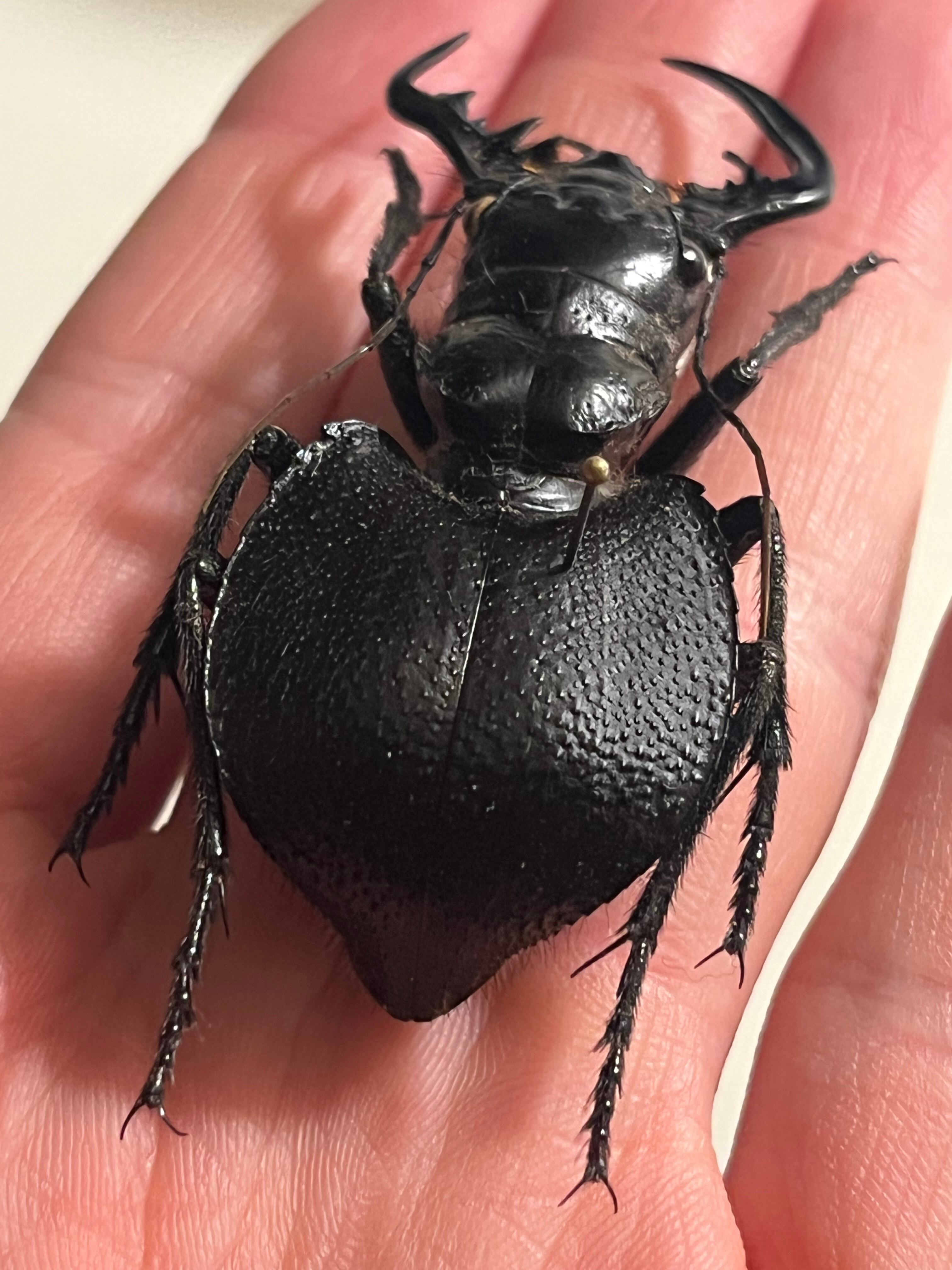 巨大♂】オオエンマハンミョウ Manticora タンザニア産 昆虫標本