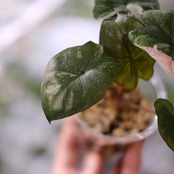 アロカシア ピンク セレンディピティ⑤ / Alocasia Pink Serendipity / 観葉植物<育て方・花言葉>