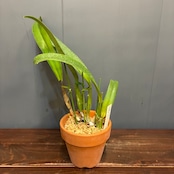 洋ラン　カトレア　C.trianae(splash'Mooreana'x pincelada'Flecha's Rojas')【978】
